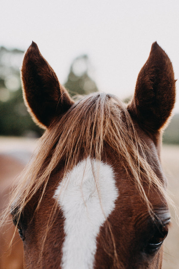 Benny the Brown Horse I Photographic Print - Emily O'Brien