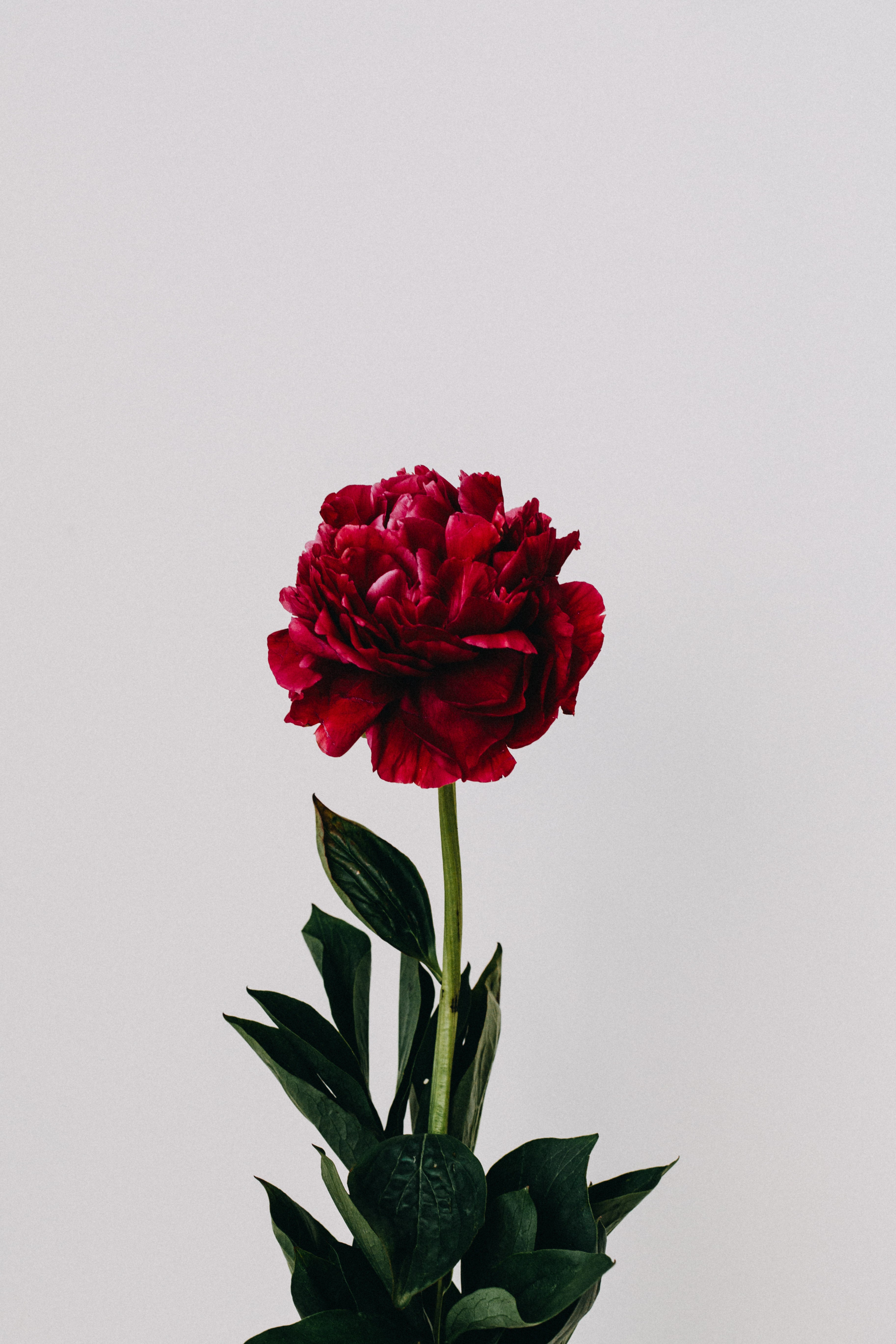 Peony Red III Photographic Print - Emily O'Brien