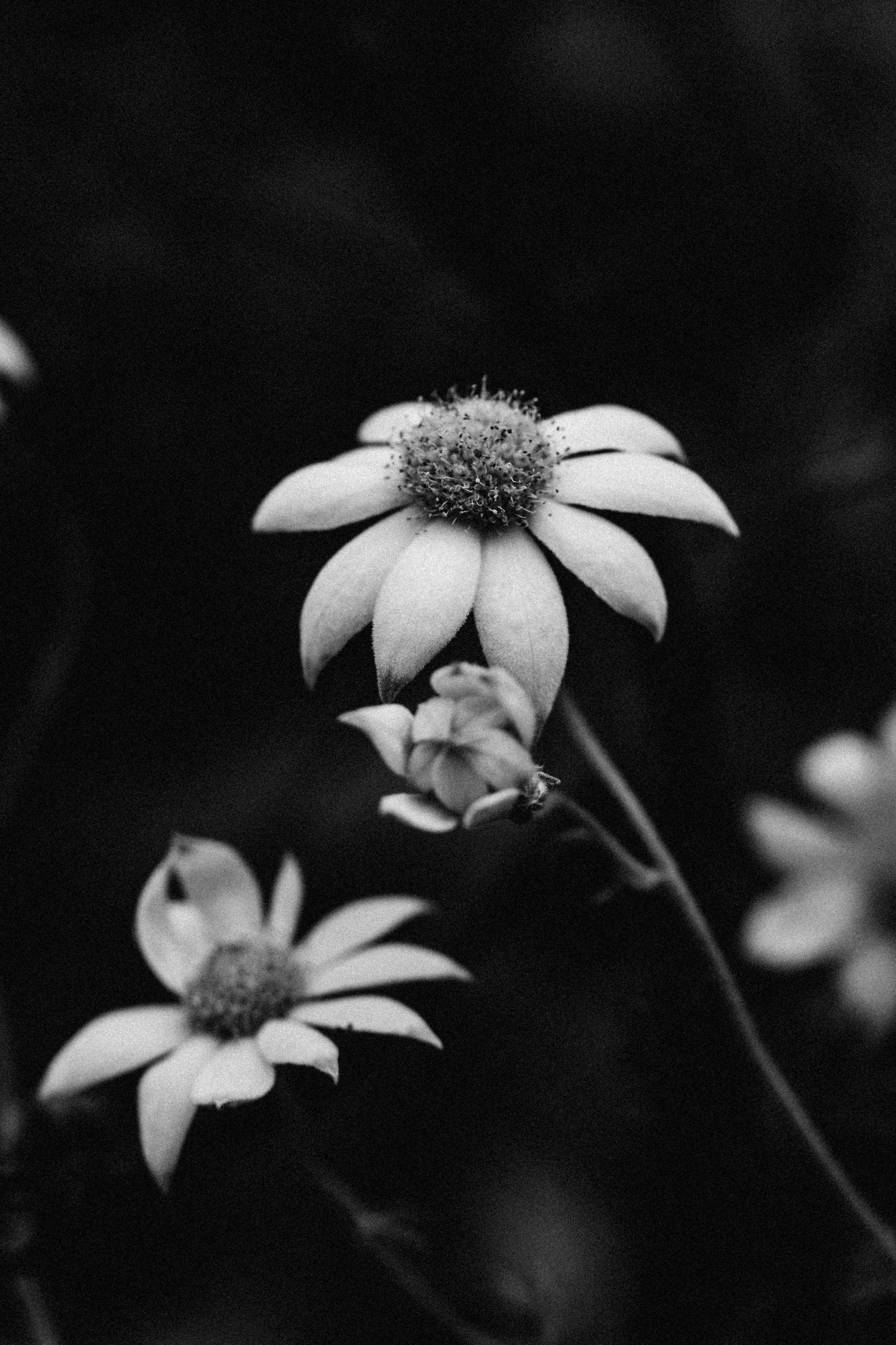 Australian Flannel Flower II B+W Photographic Print