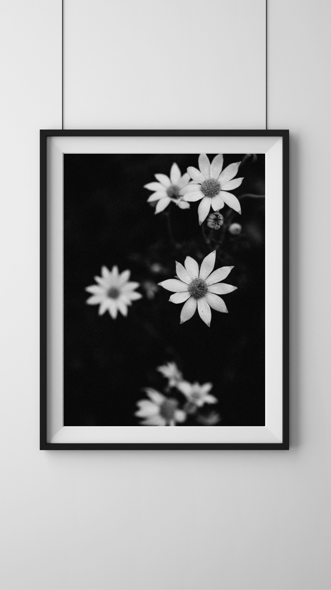 Australian Flannel Flower III B+W Photographic Print