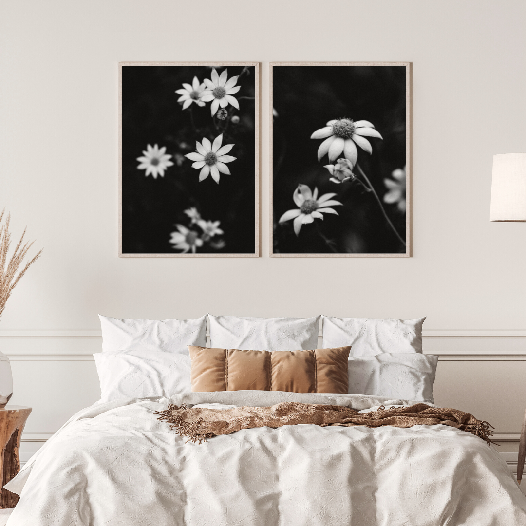 Australian Flannel Flower II B+W Photographic Print