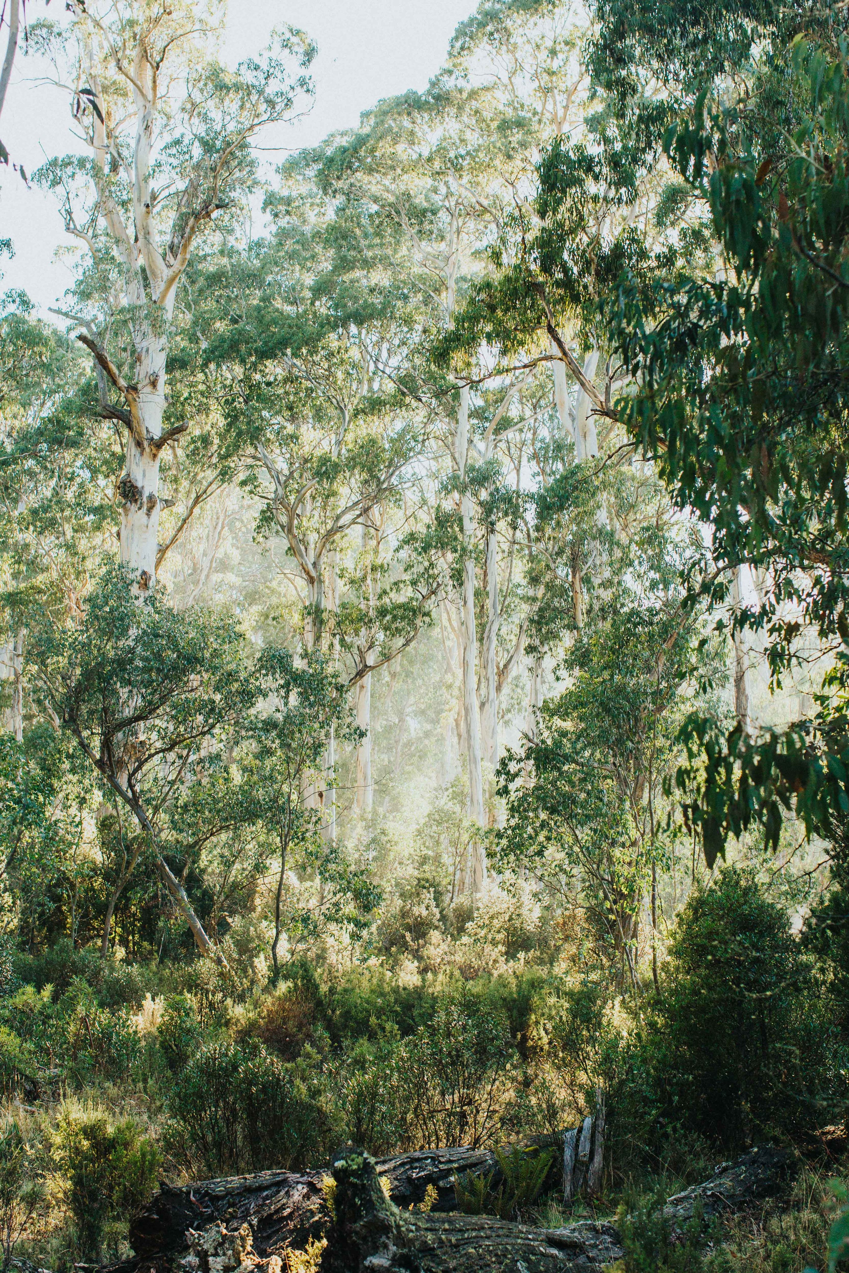 Highland Gumtree Morning Light Photographic Print - Emily O'Brien