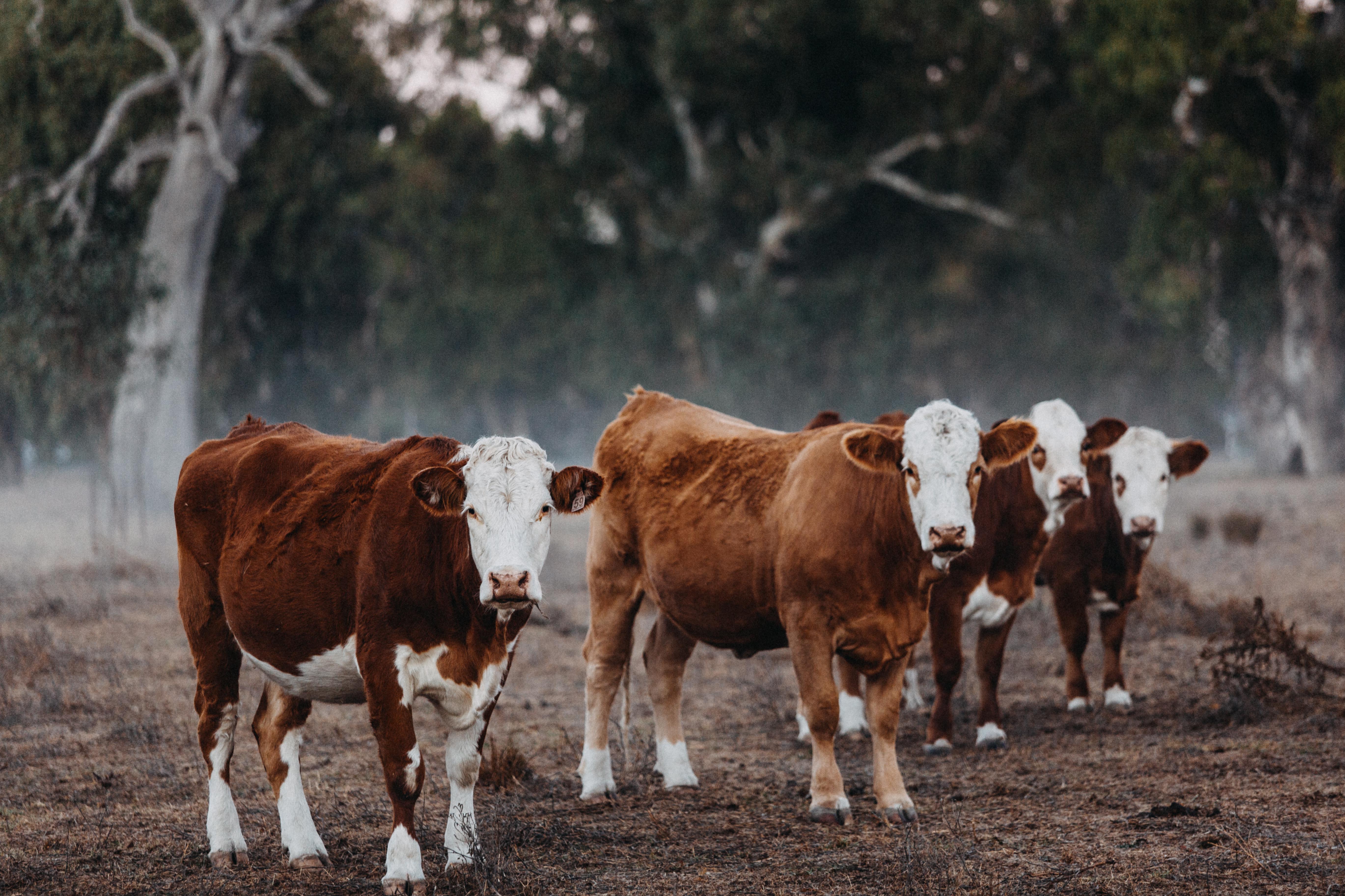 Gundagai Cattle I Photographic Print - Emily O'Brien