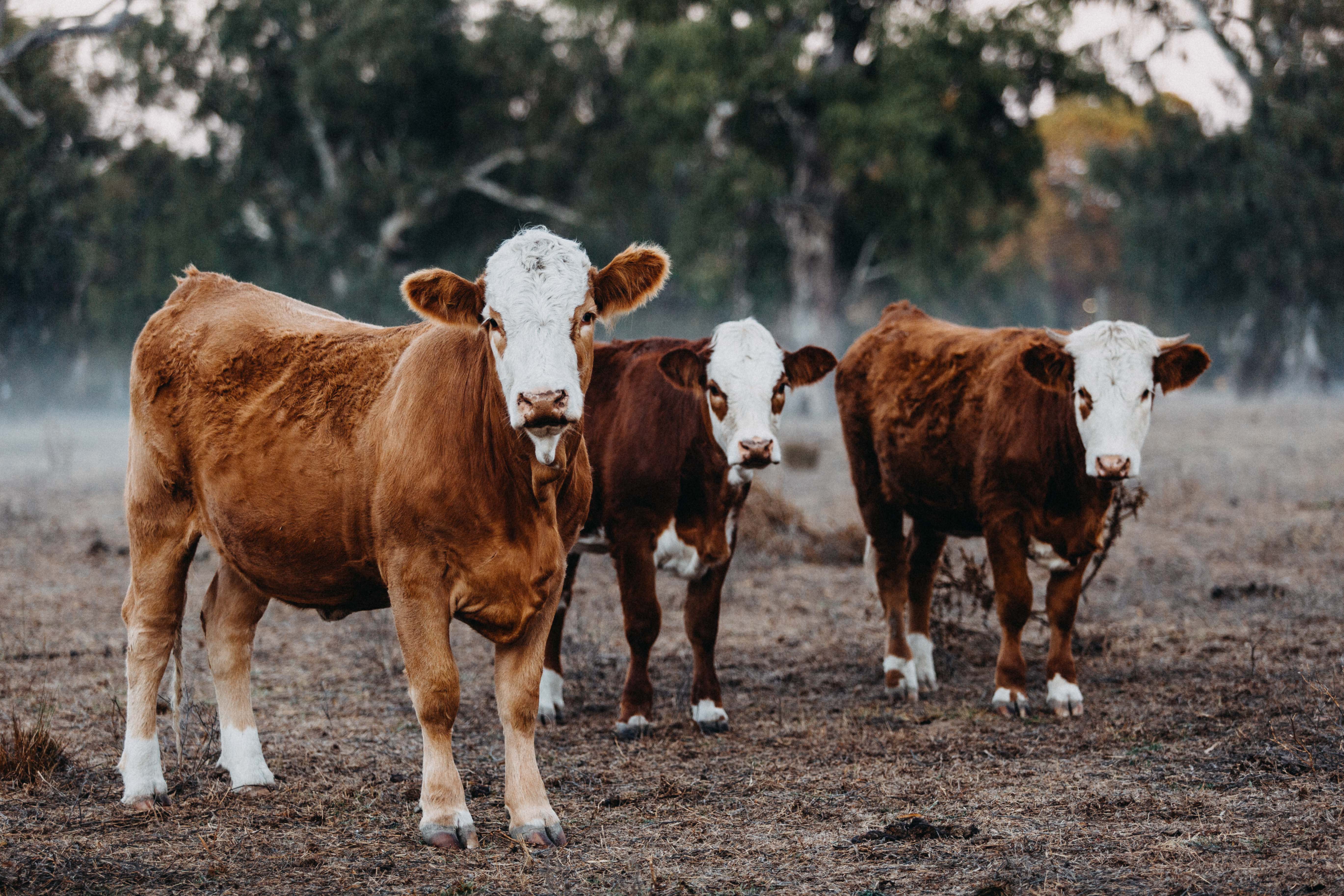 Gundagai Cattle II Photographic Print - Emily O'Brien