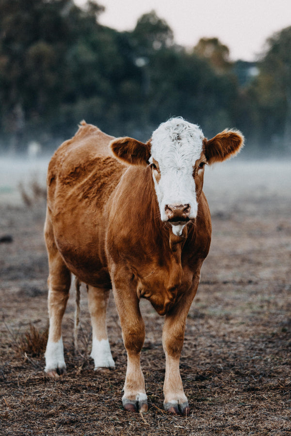 Gundagai Cattle Alfred Photographic Print - Emily O'Brien