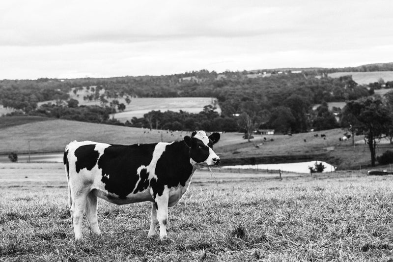 Delilah Cow Photographic Print - Emily O'Brien