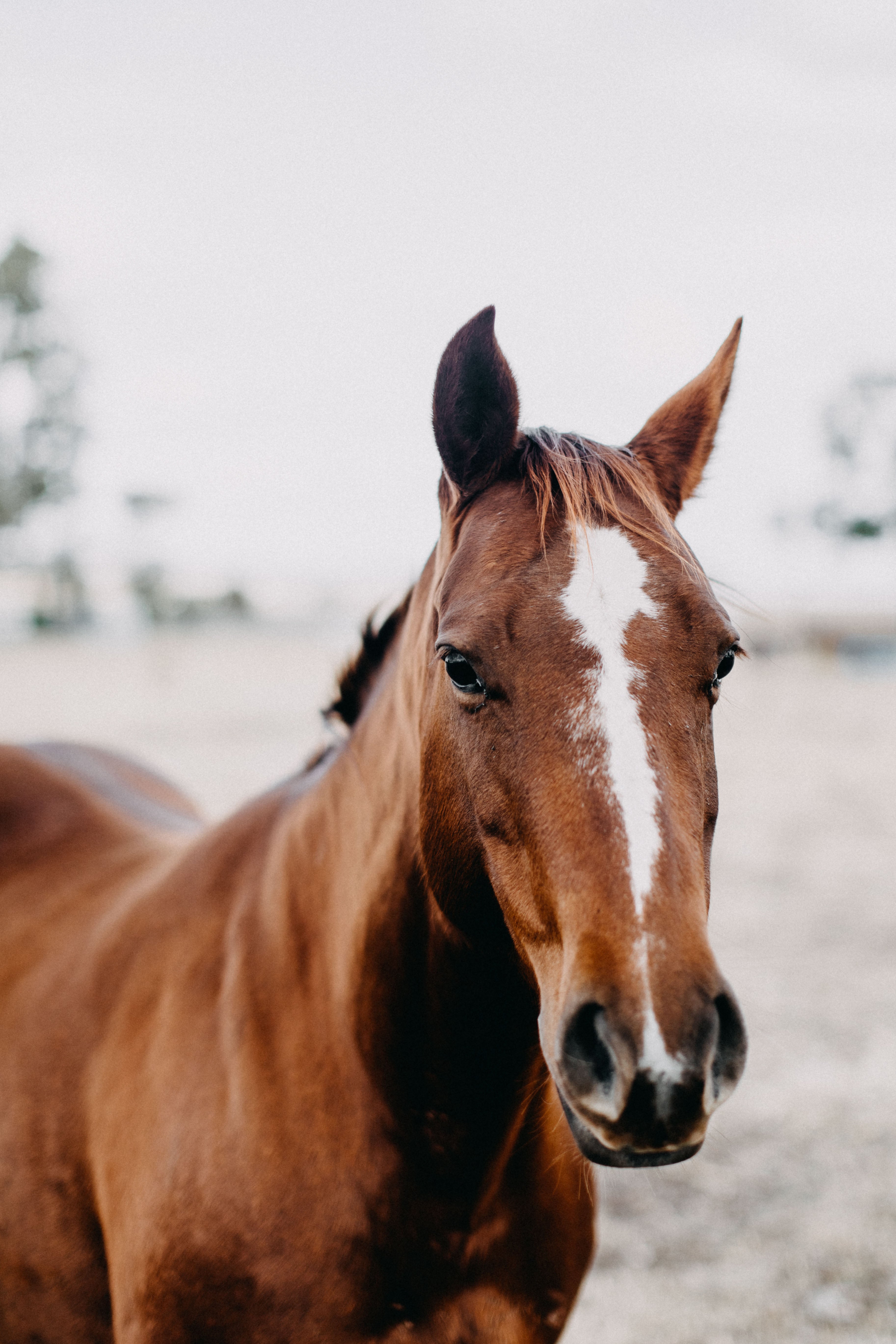 Coco the Horse I Photographic Print
