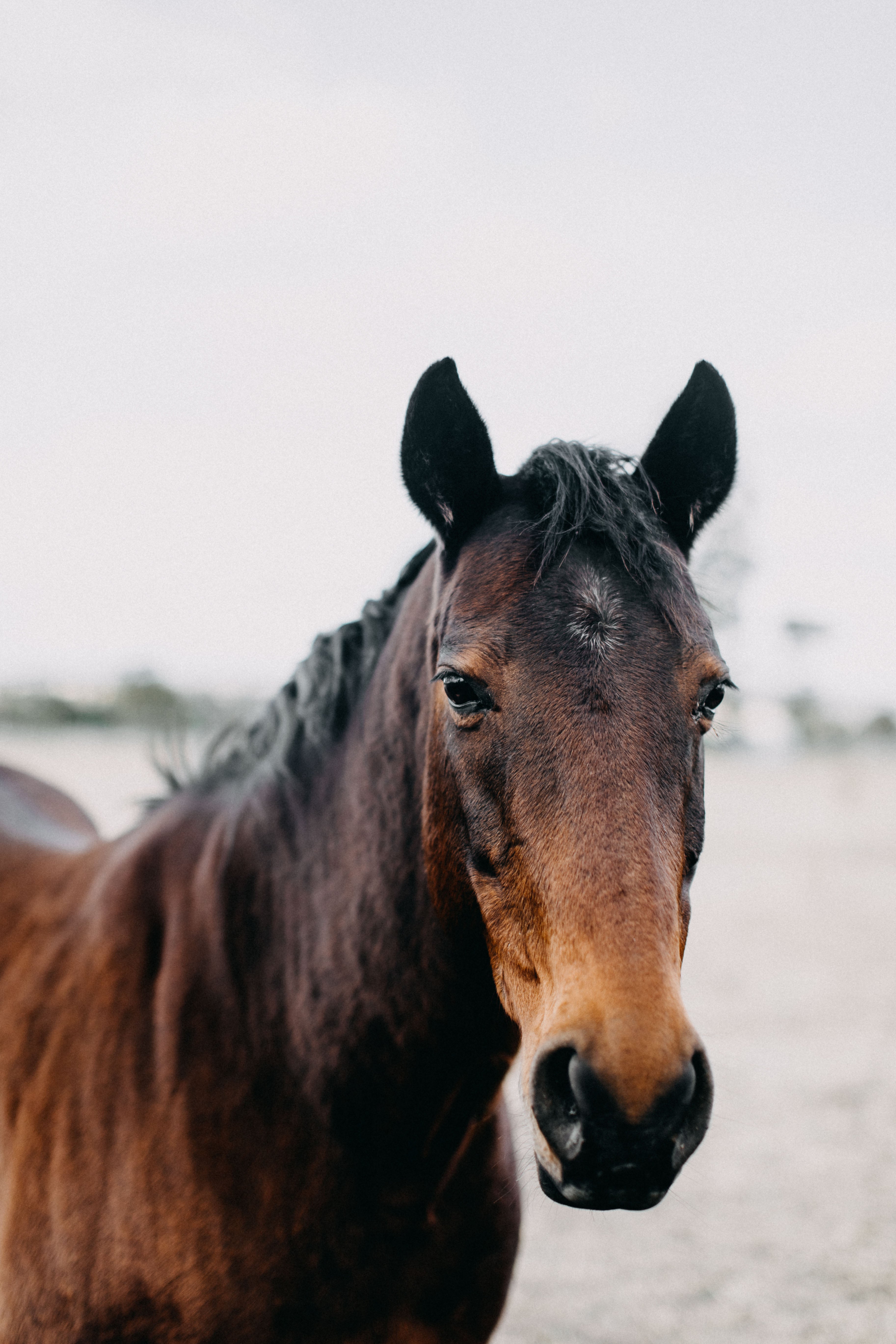 Albert the Horse Photographic Print
