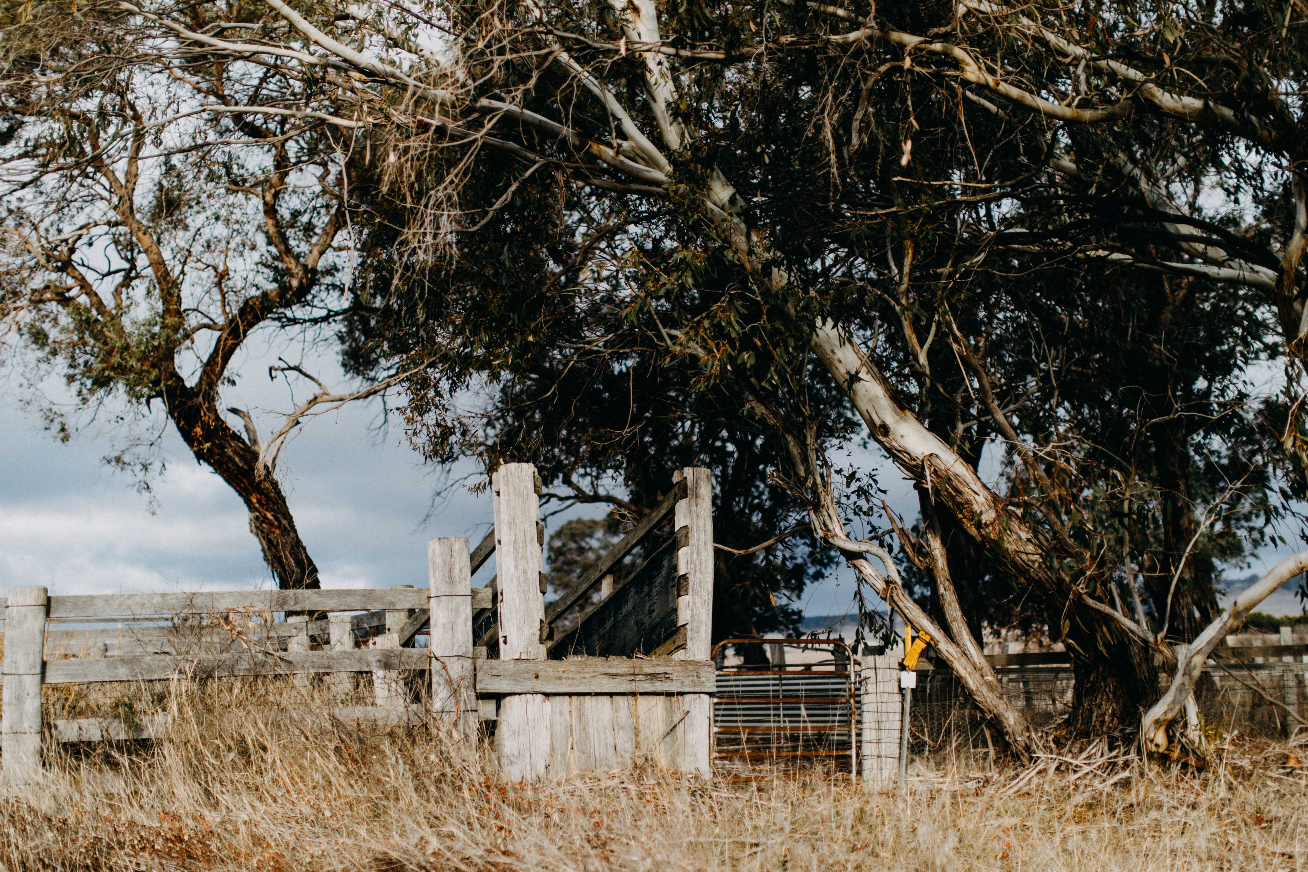 New England Sheep Yard Photographic Print