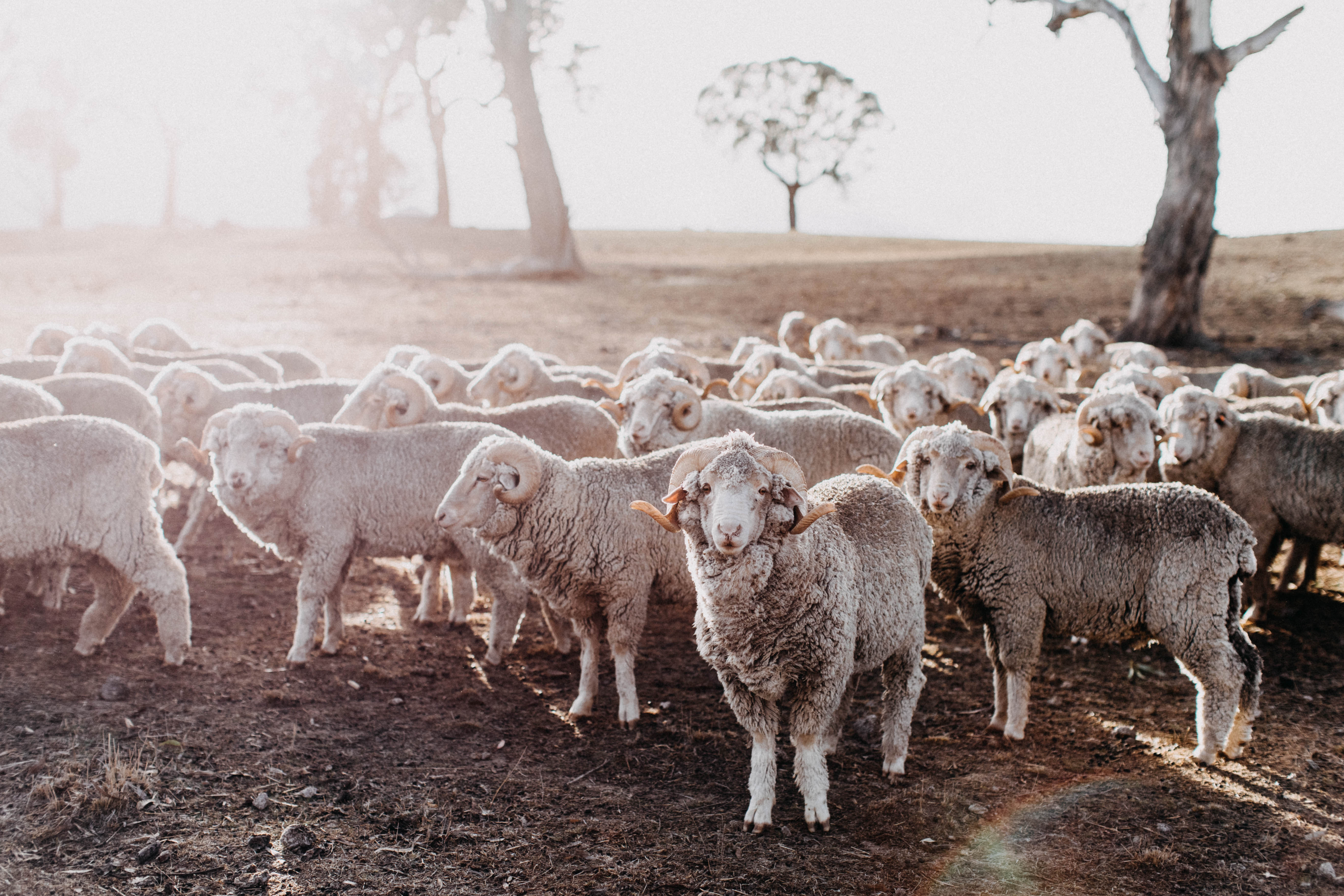 New England Rams I Photographic Print