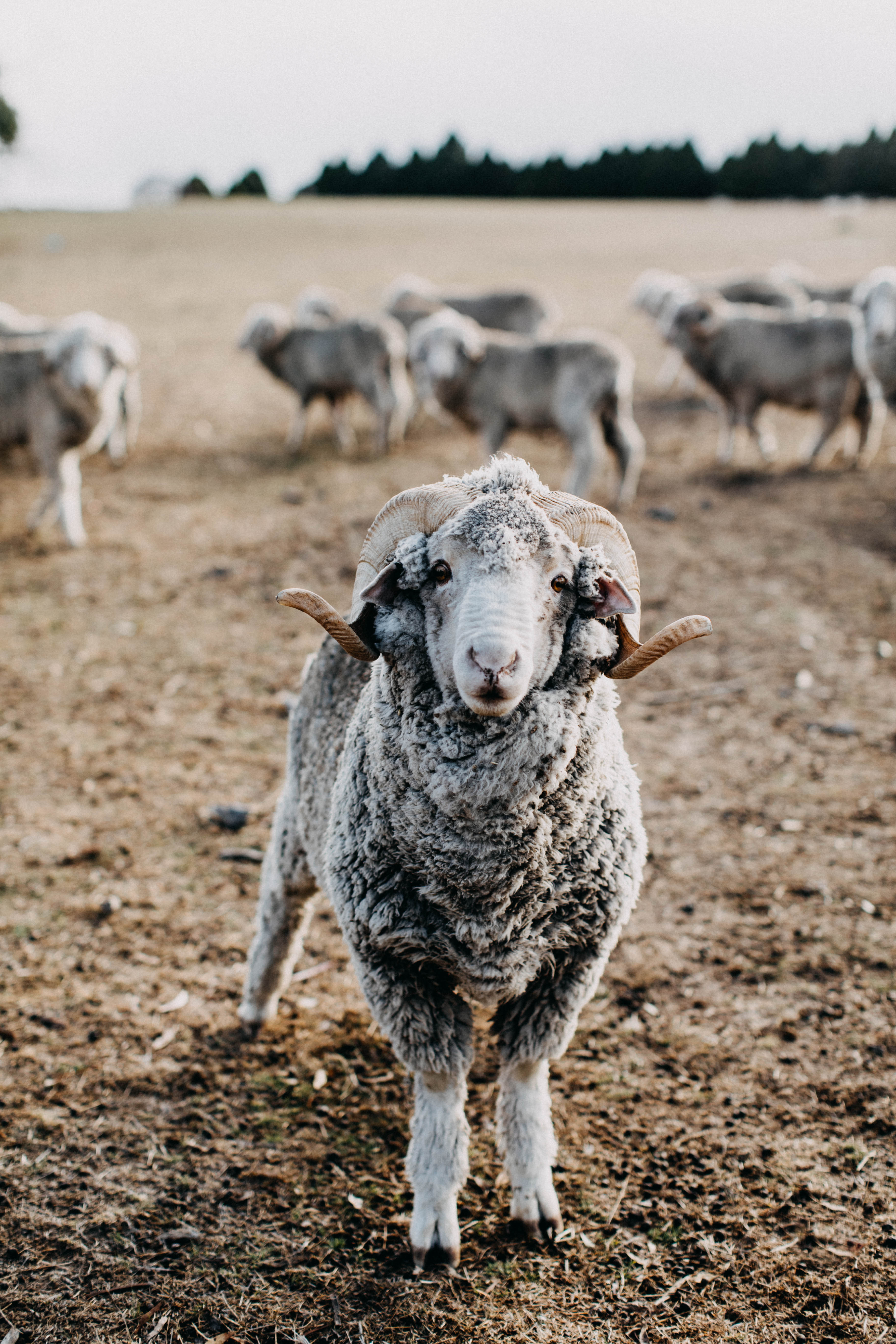 Clarence the Ram I Photographic Print