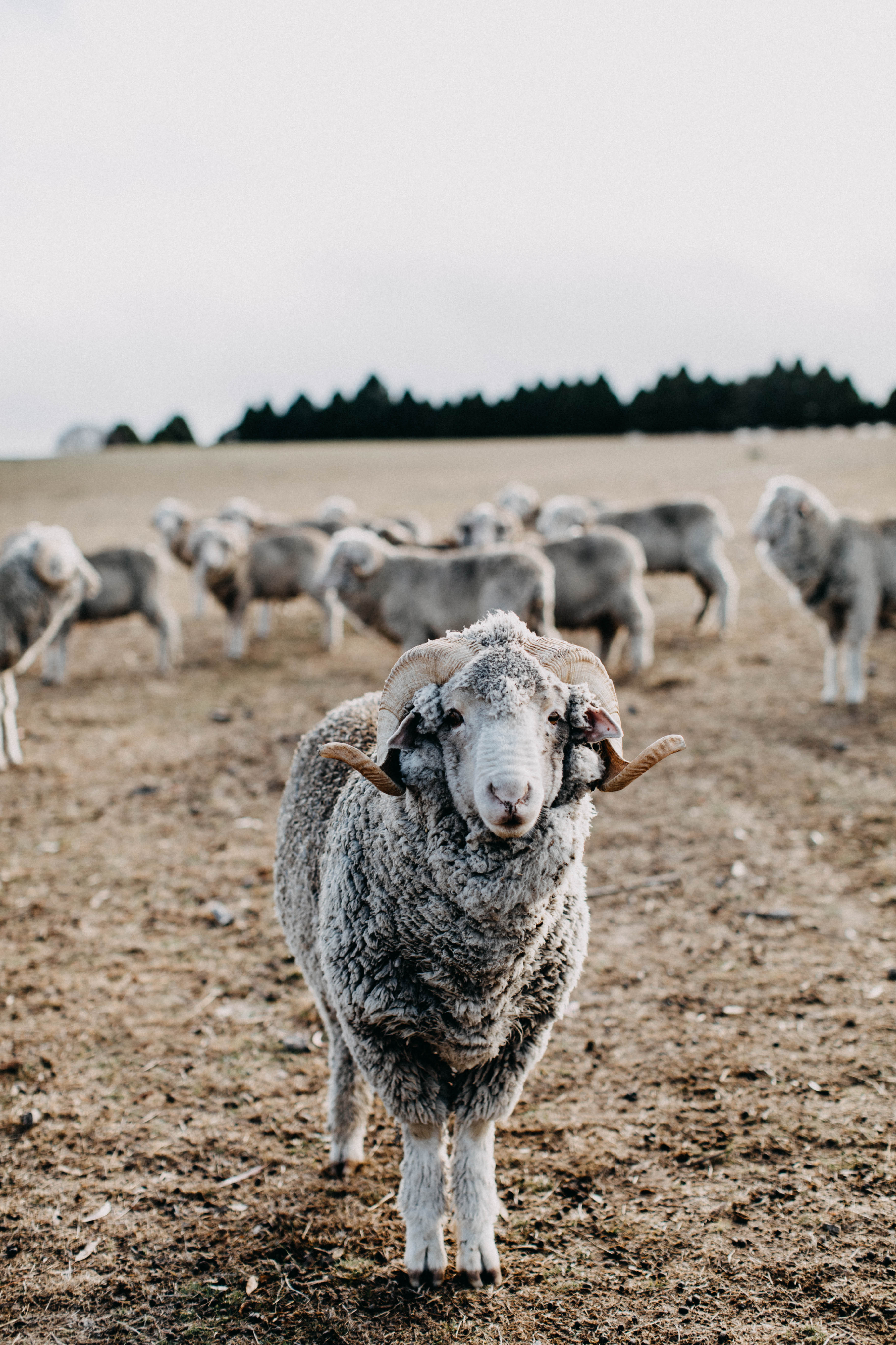 Clarence the Ram II Photographic Print