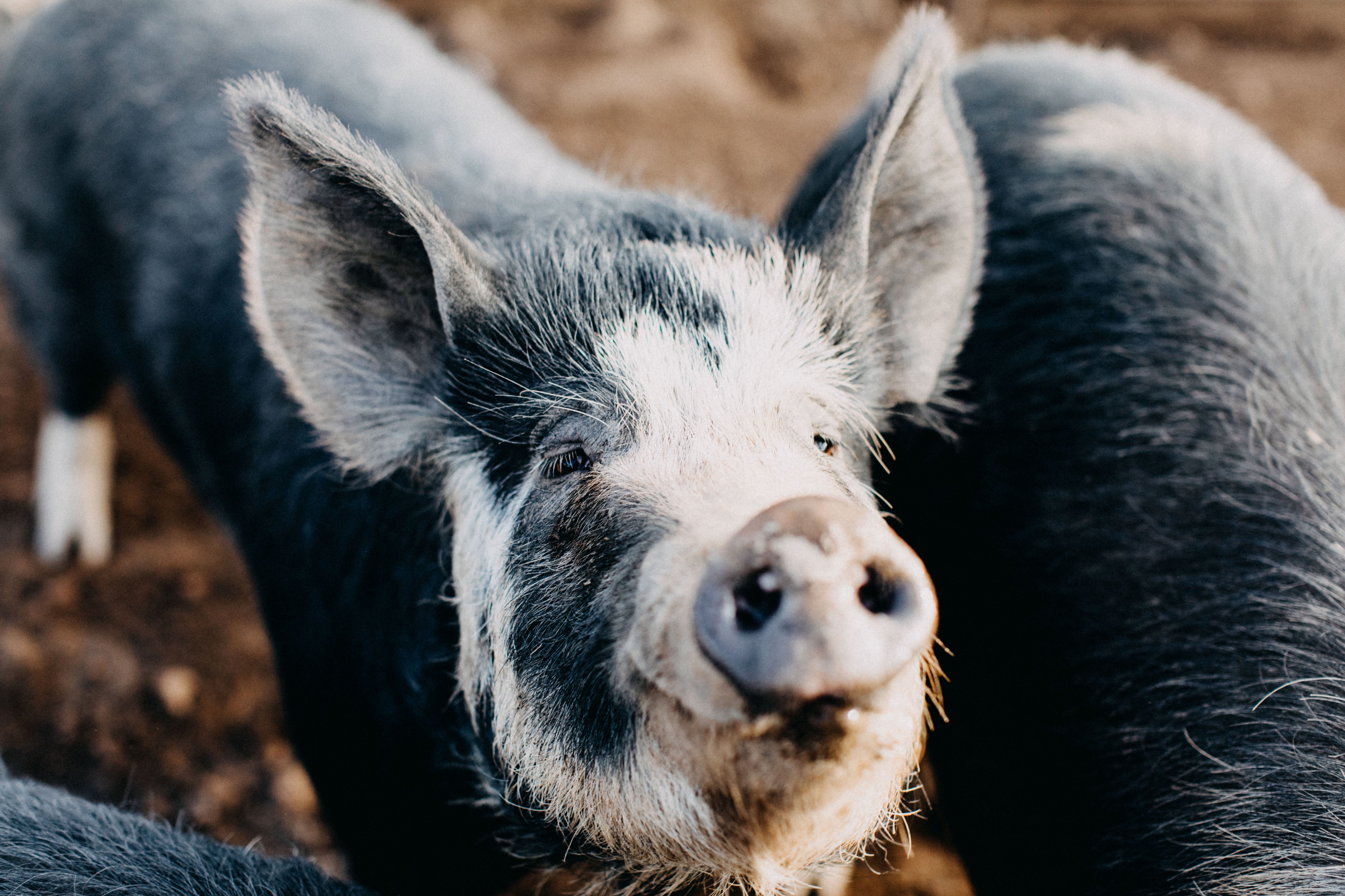 Happy as a Pig in Mud II Photographic Print