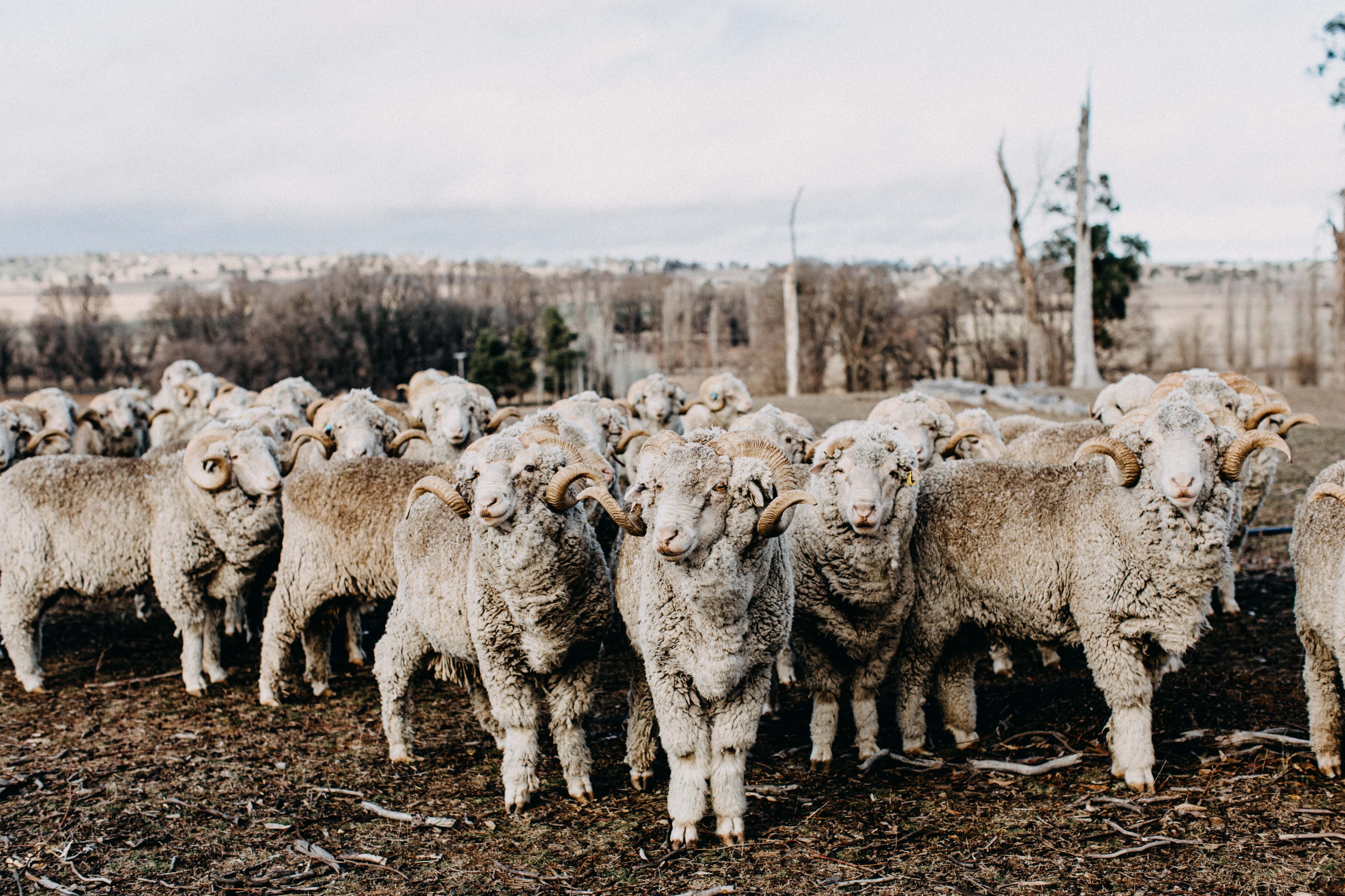 Herd of Rams I Photographic Print
