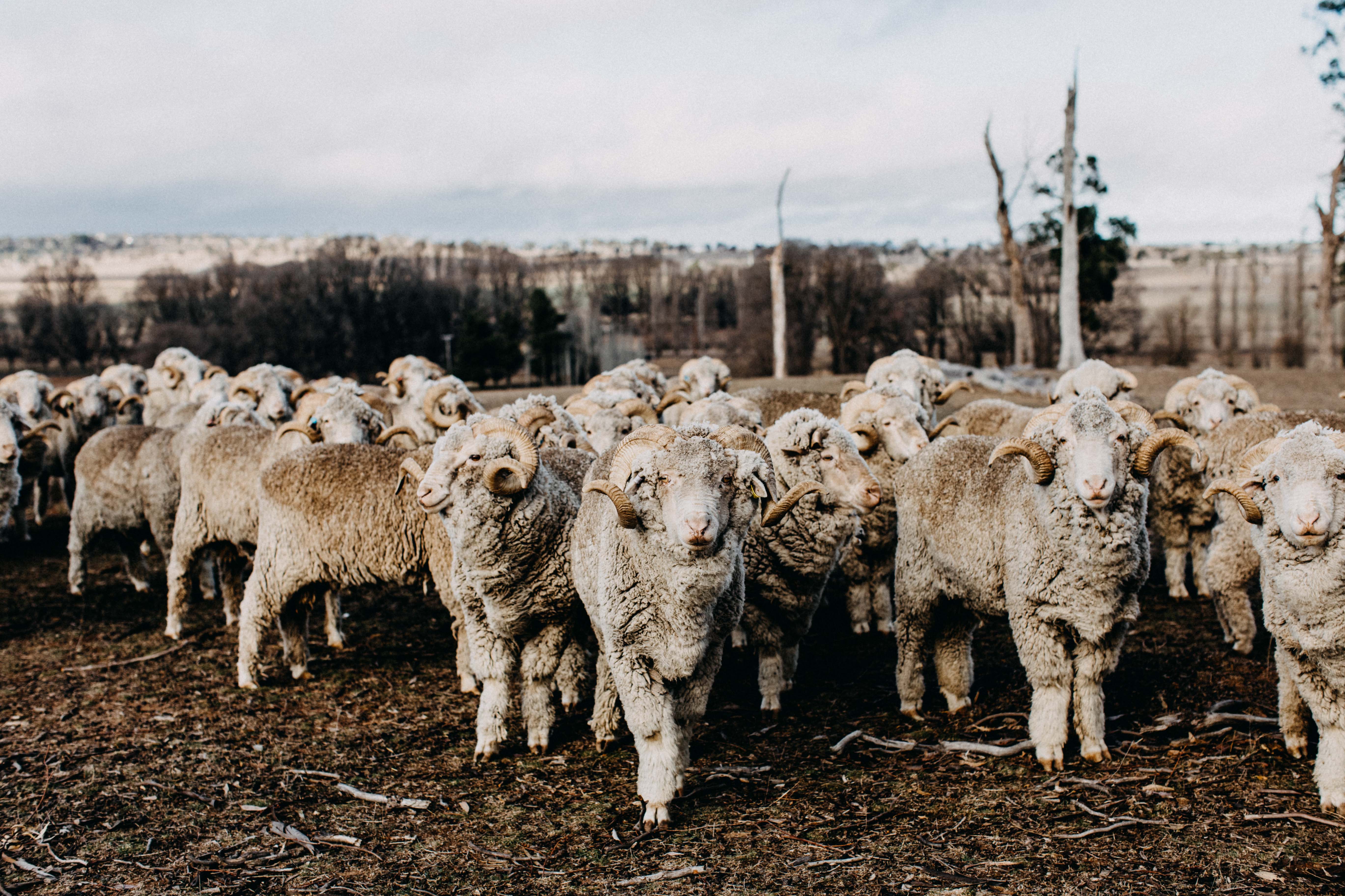 Herd of Rams II Photographic Print