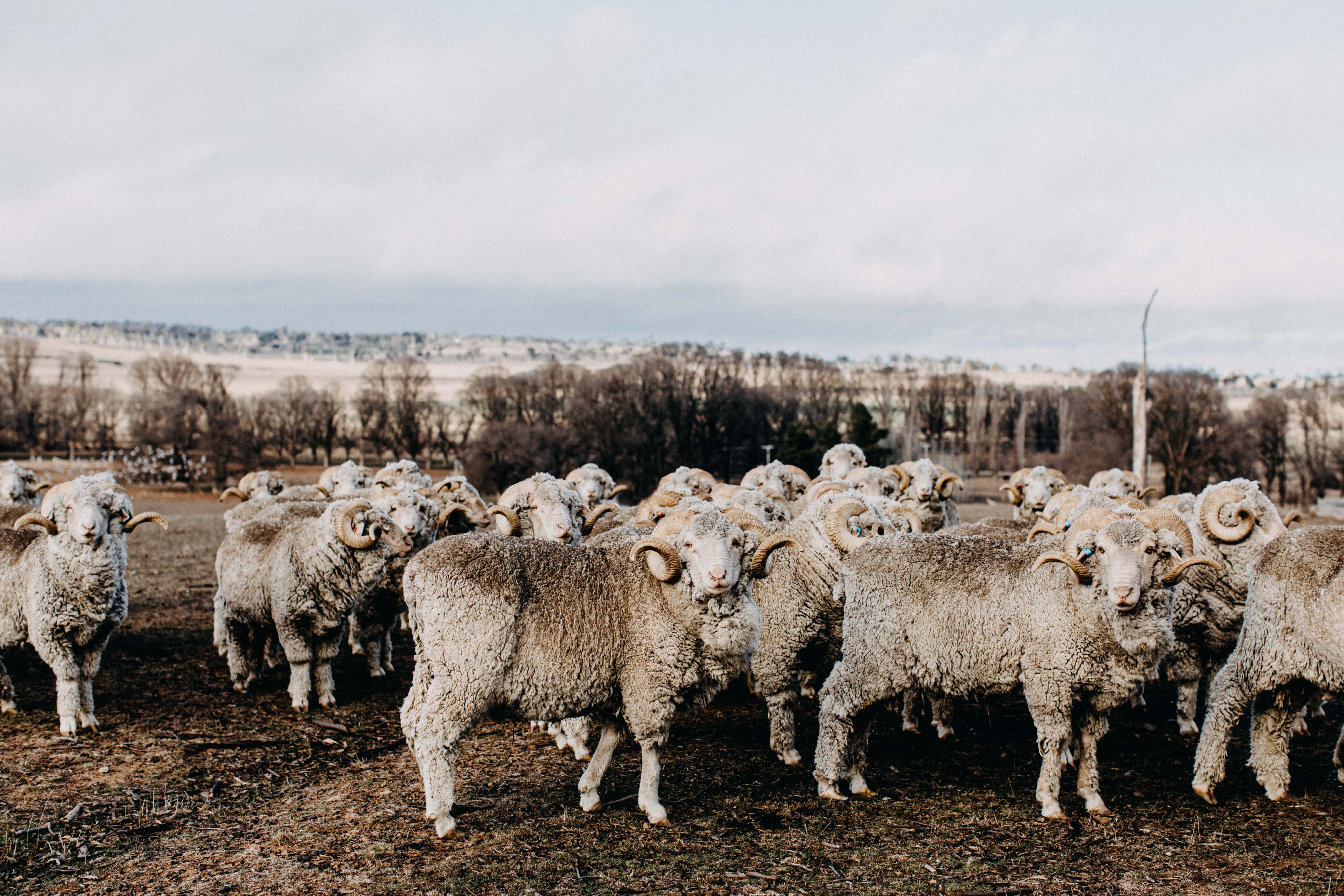 Herd of Rams IV Photographic Print