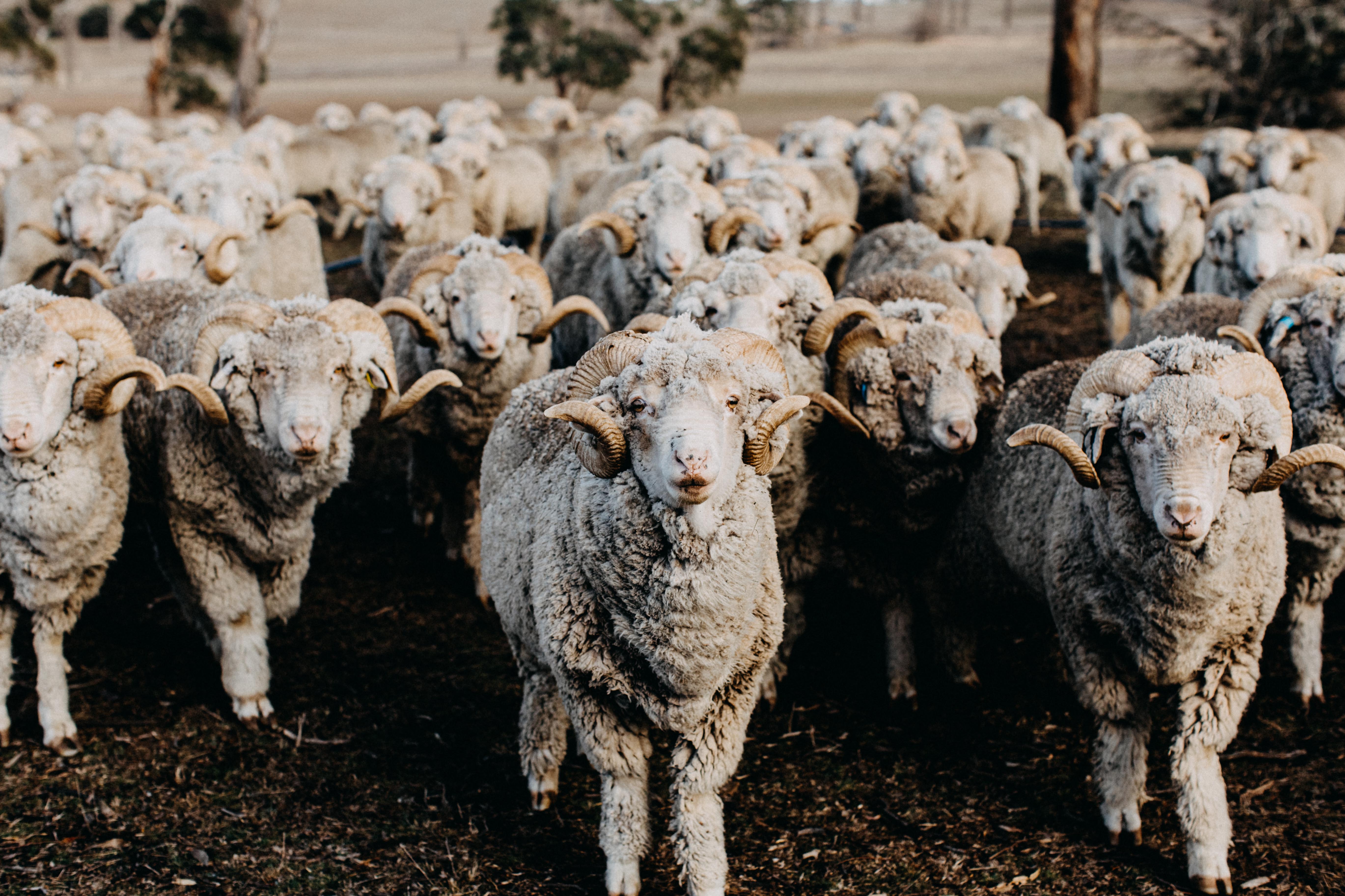 Herd of Rams V Photographic Print