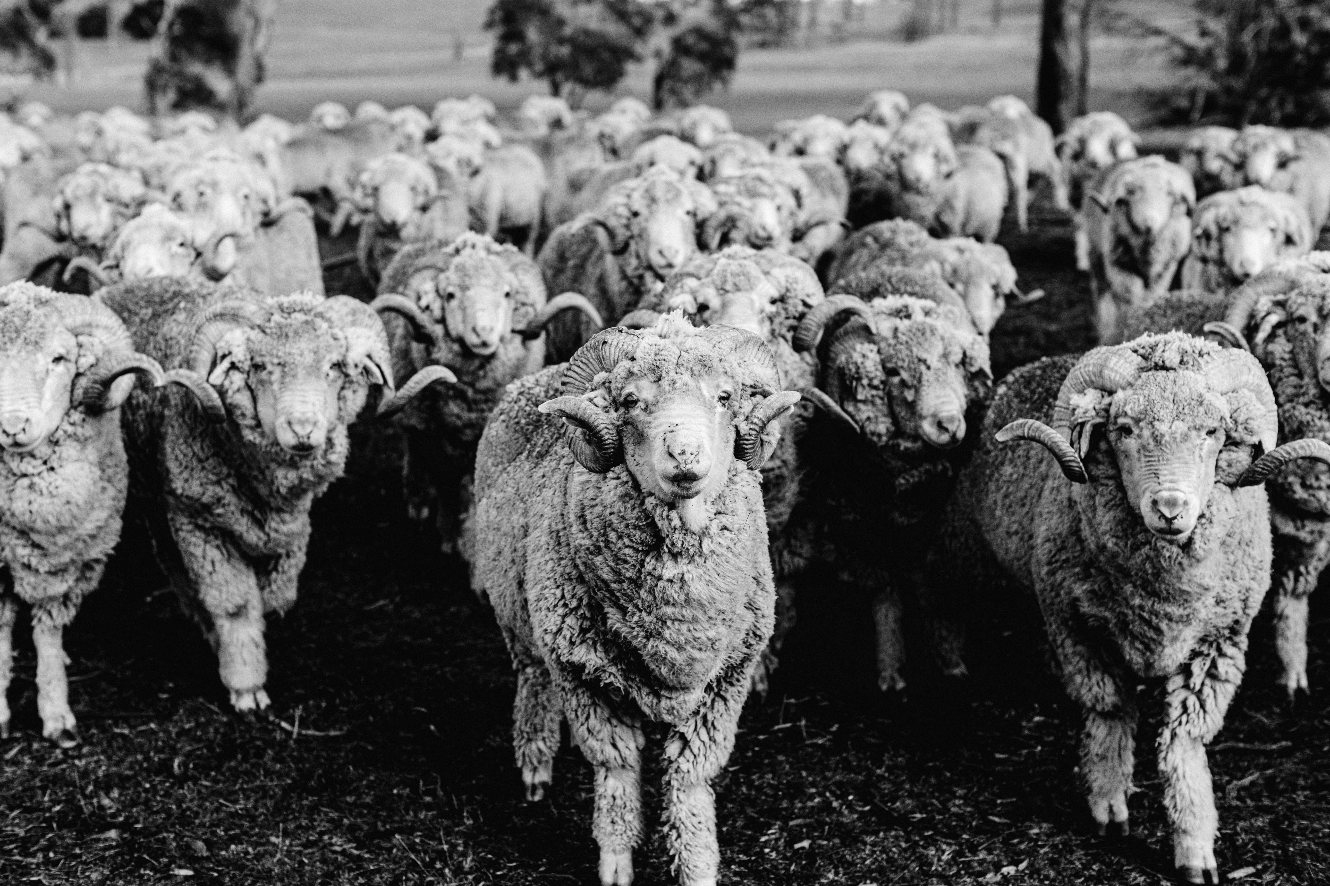 Herd of Rams V B+W Photographic Print
