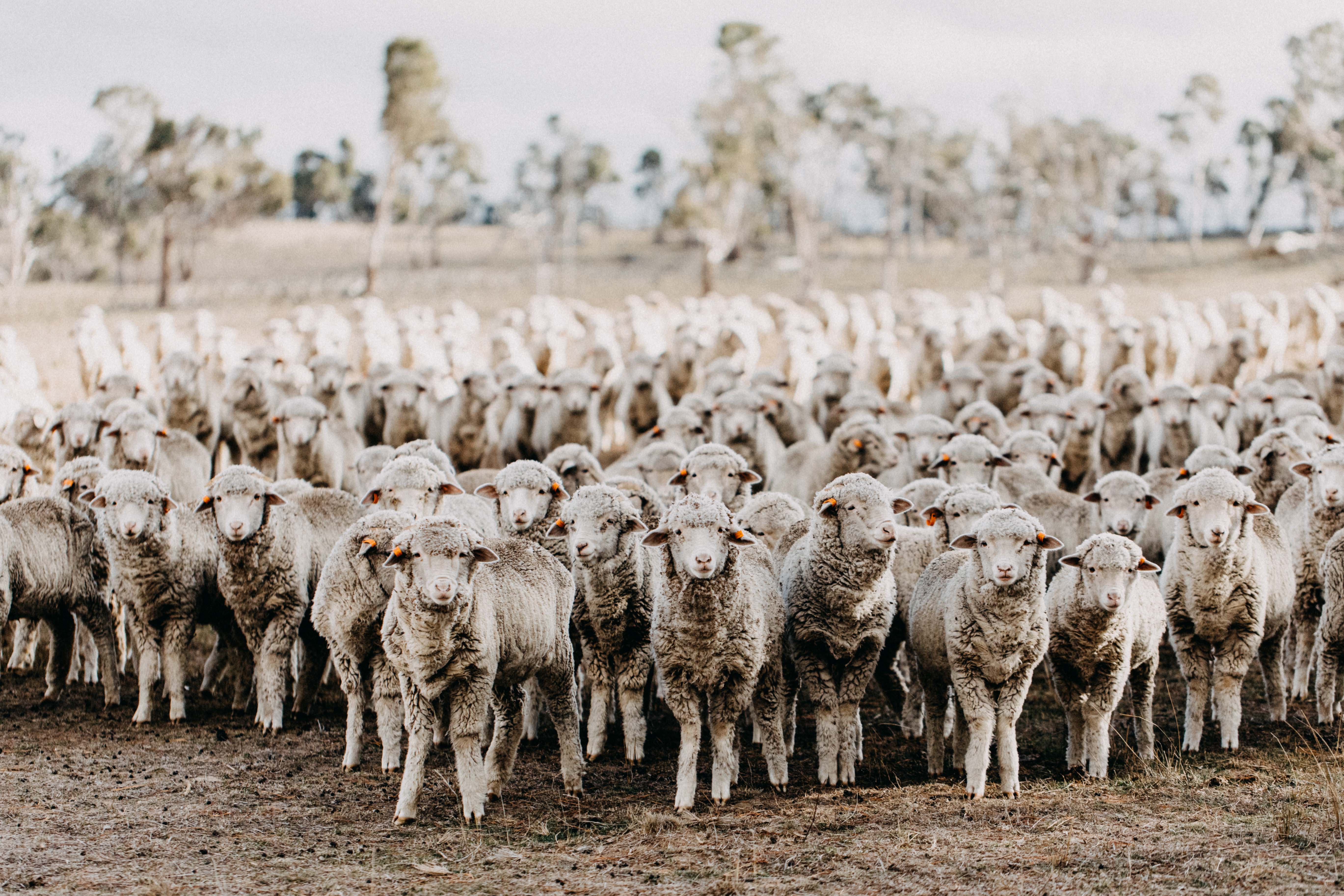 New England Flock of Sheep I Photographic Print