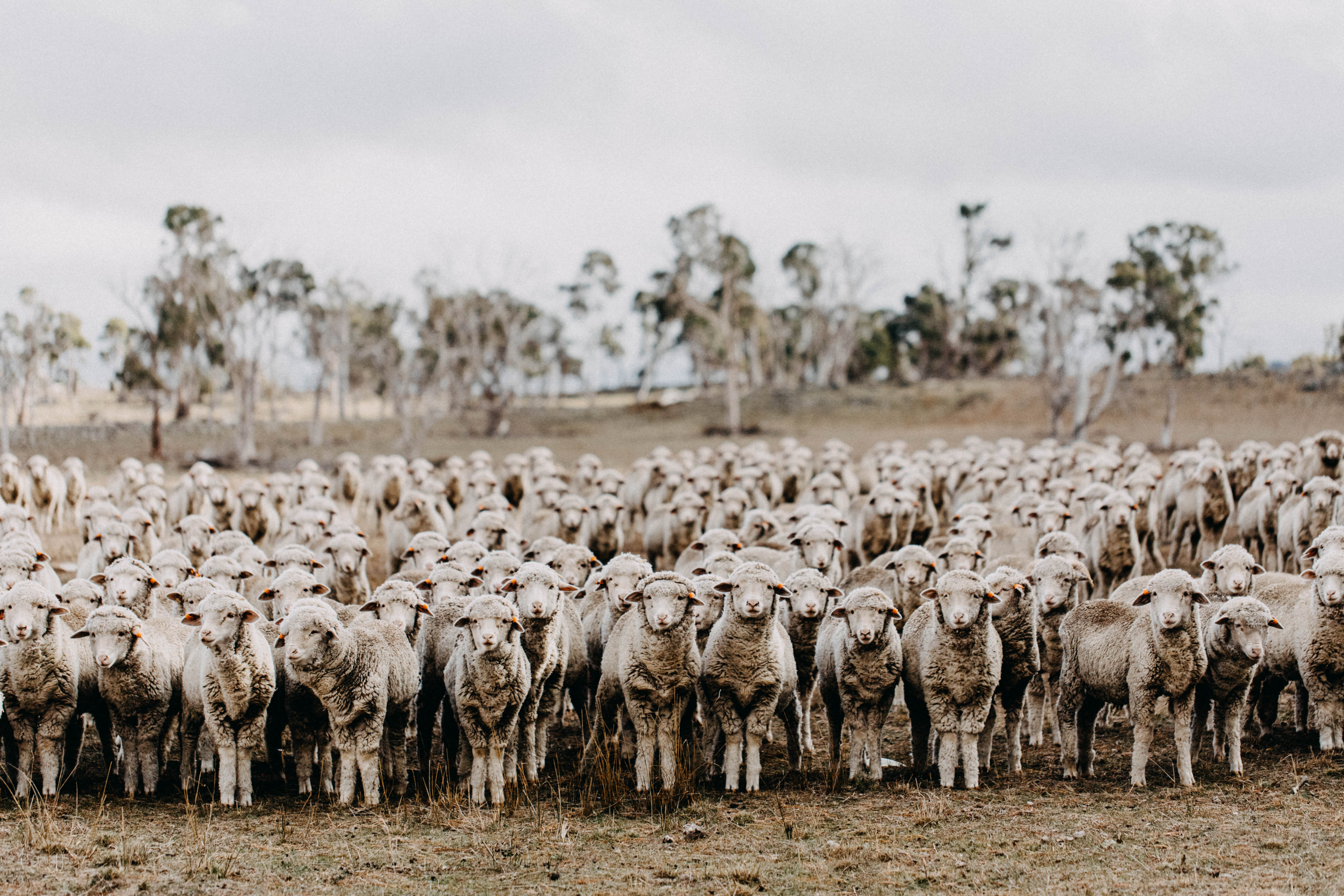 New England Flock of Sheep Greeting Card