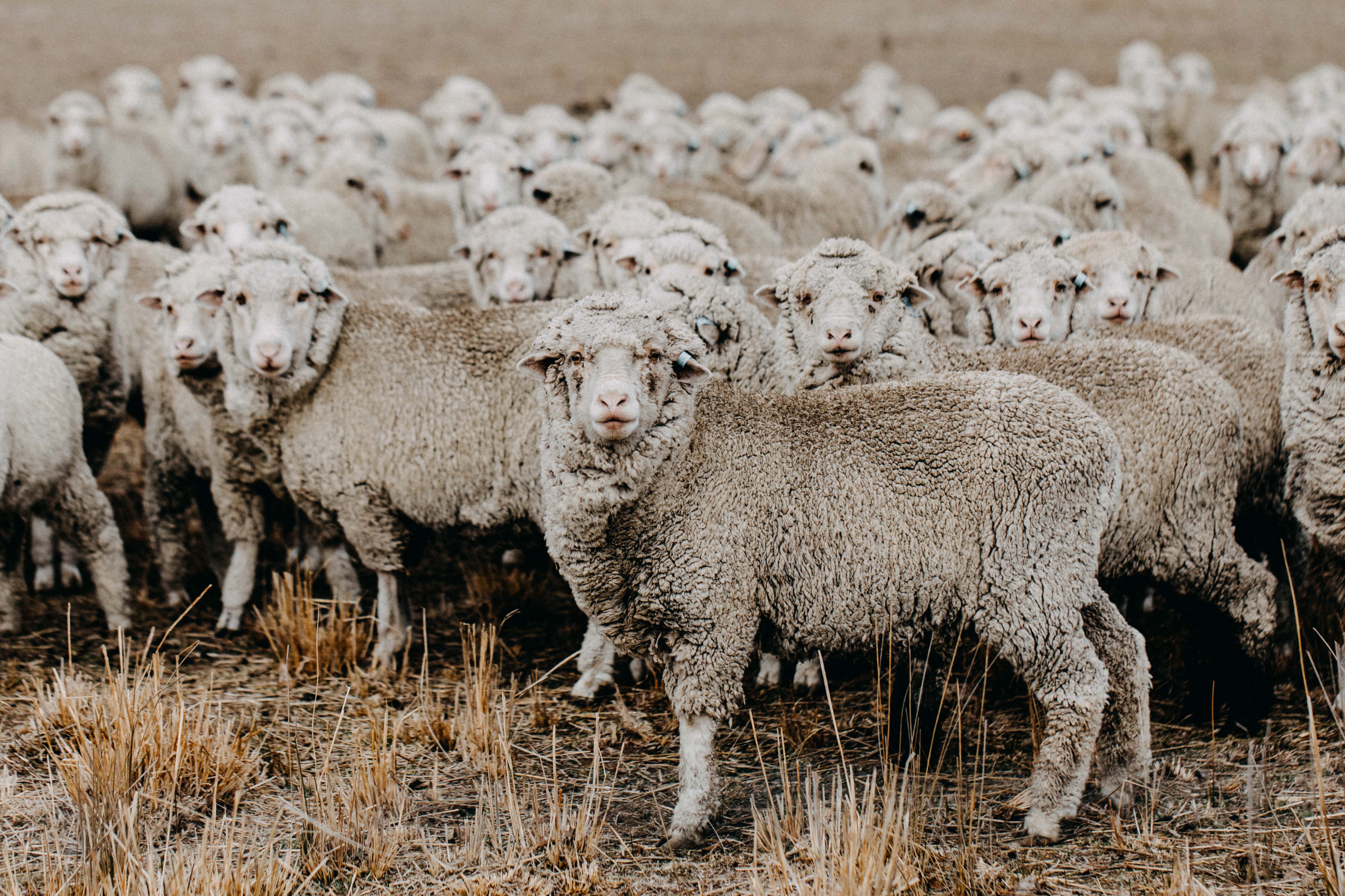New England Flock of Sheep IV Photographic Print