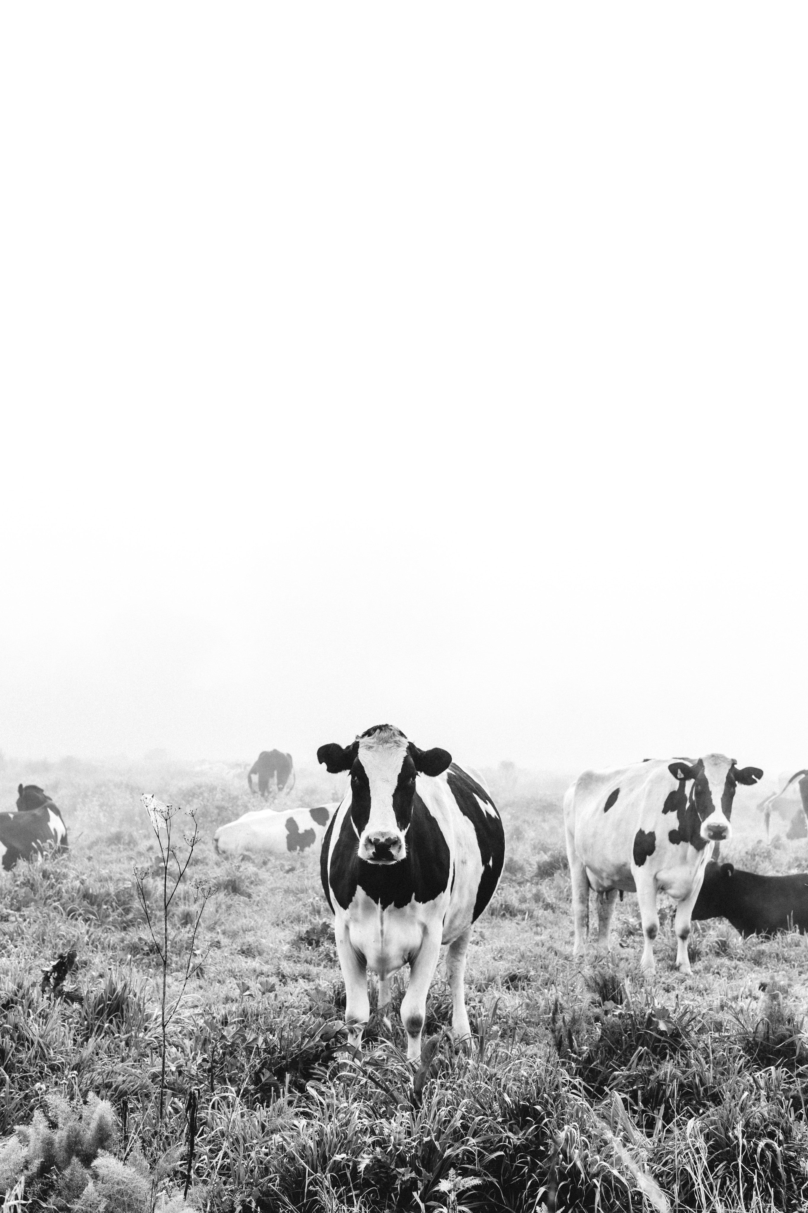 Dolores Dairy Cow Greeting Card - Emily O'Brien