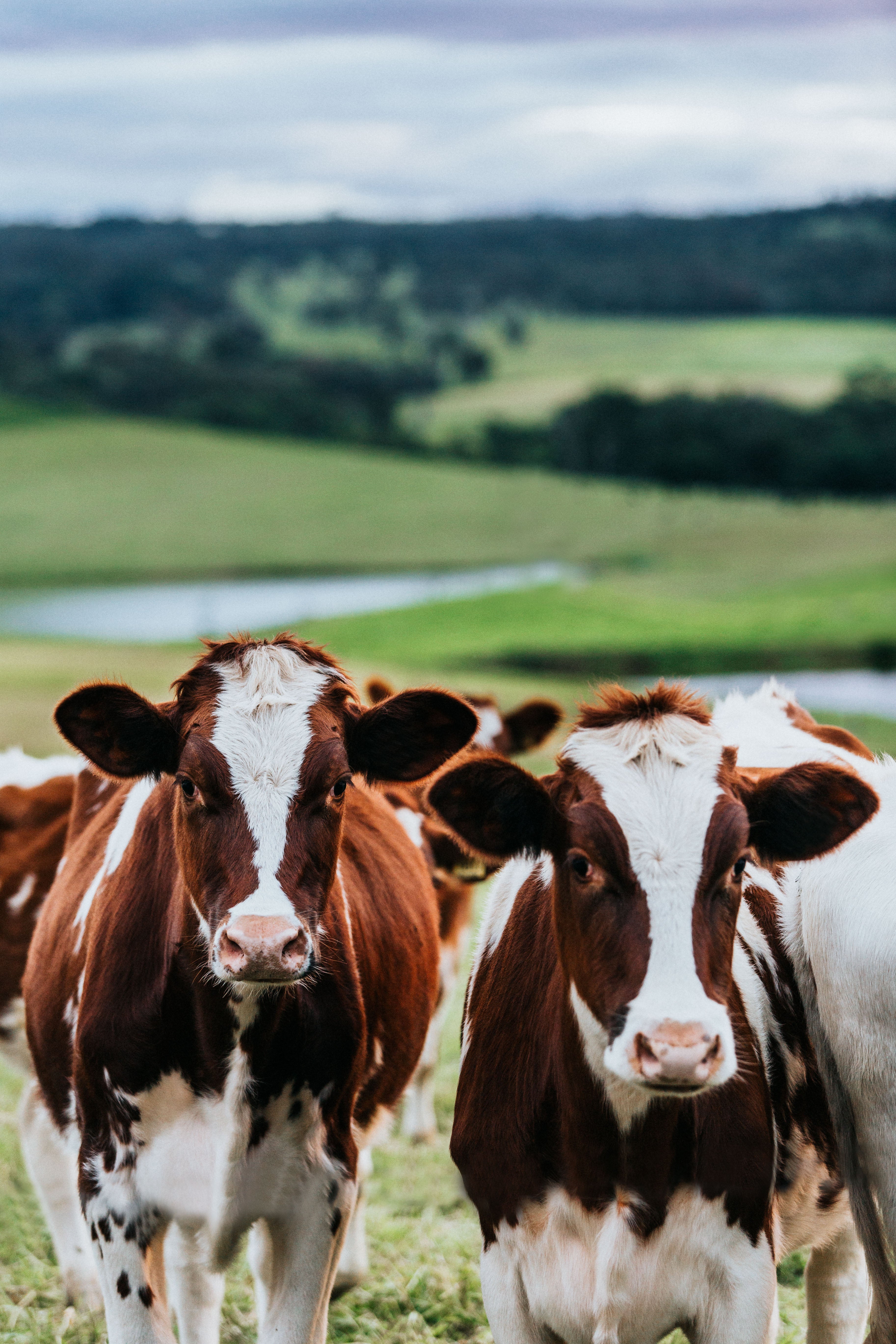 Betty and Beatrice Cow Photographic Print - Emily O'Brien