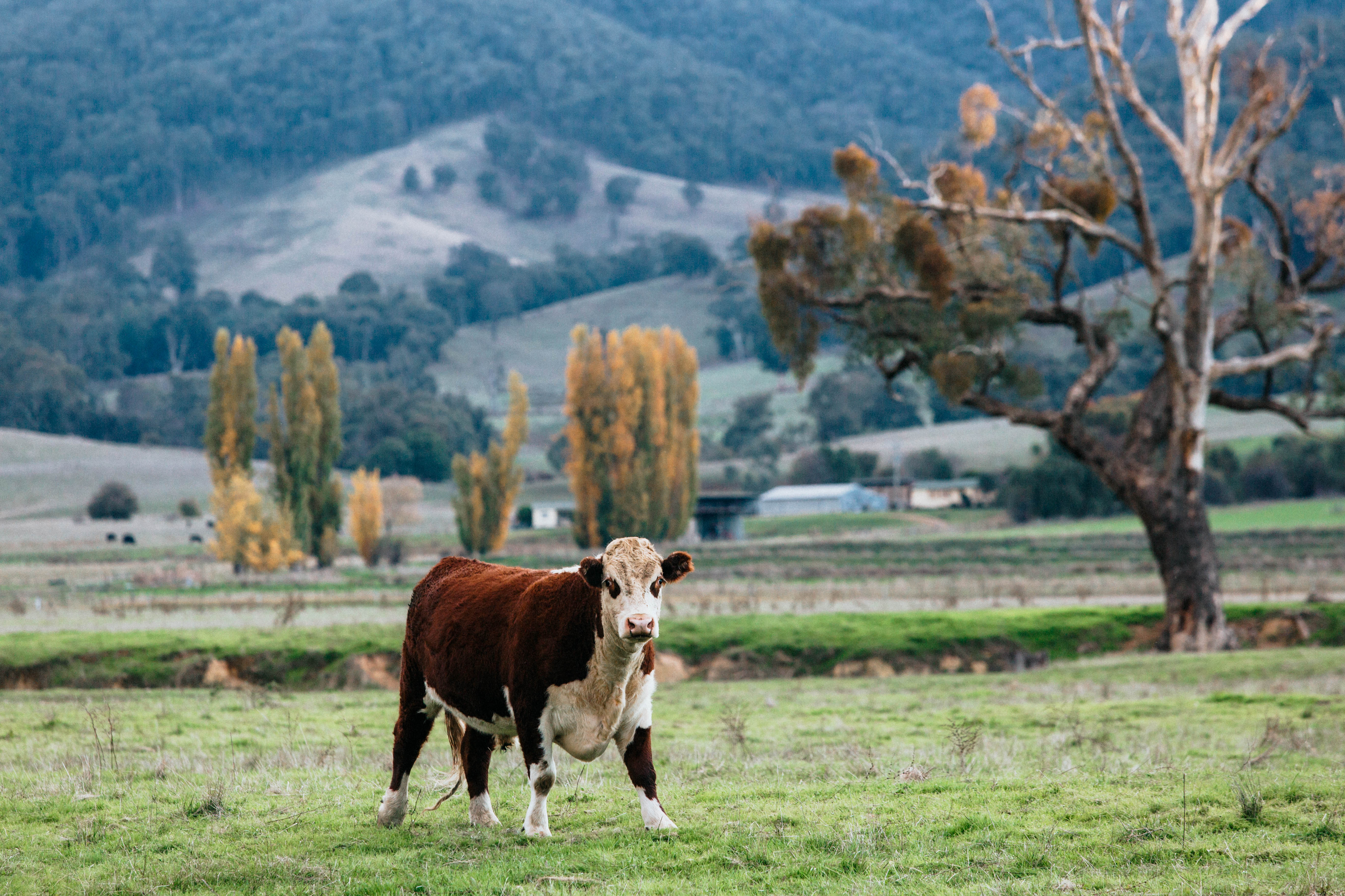 Highland Field Cow - Frank Photographic Print - Emily O'Brien