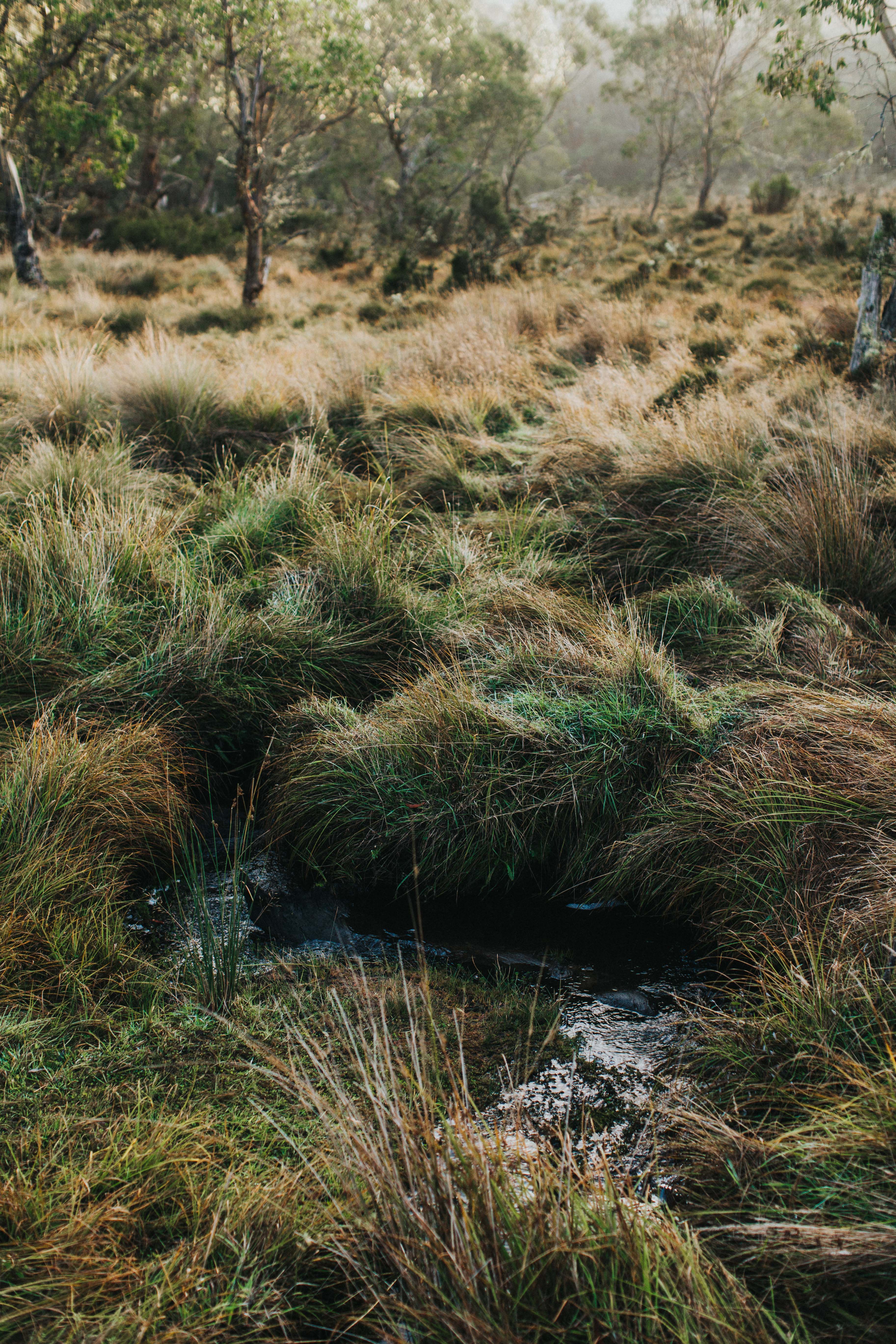 Highland Bush Creek Photographic Print - Emily O'Brien