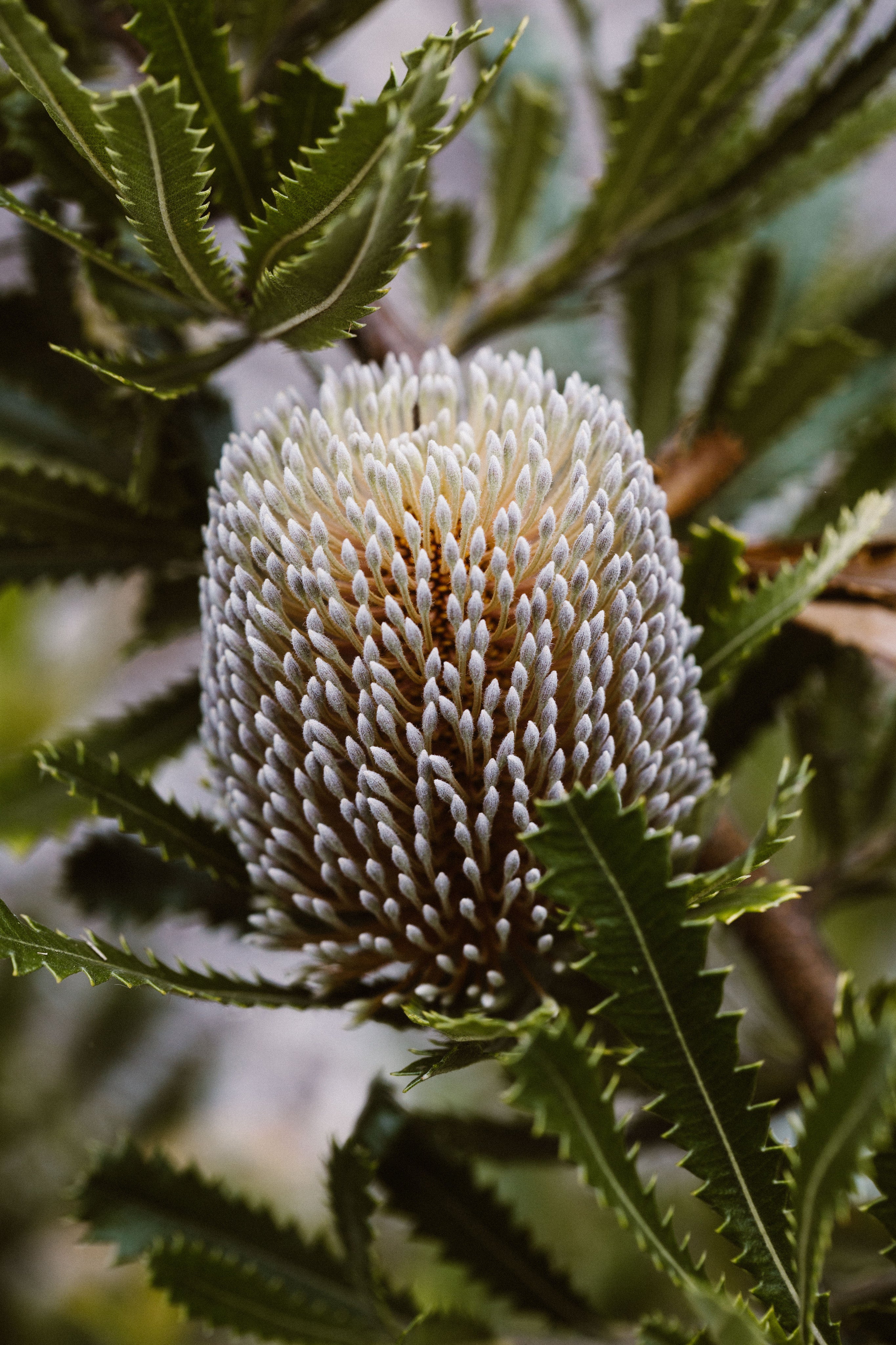 Australian Banksia Greeting Card - Emily O'Brien