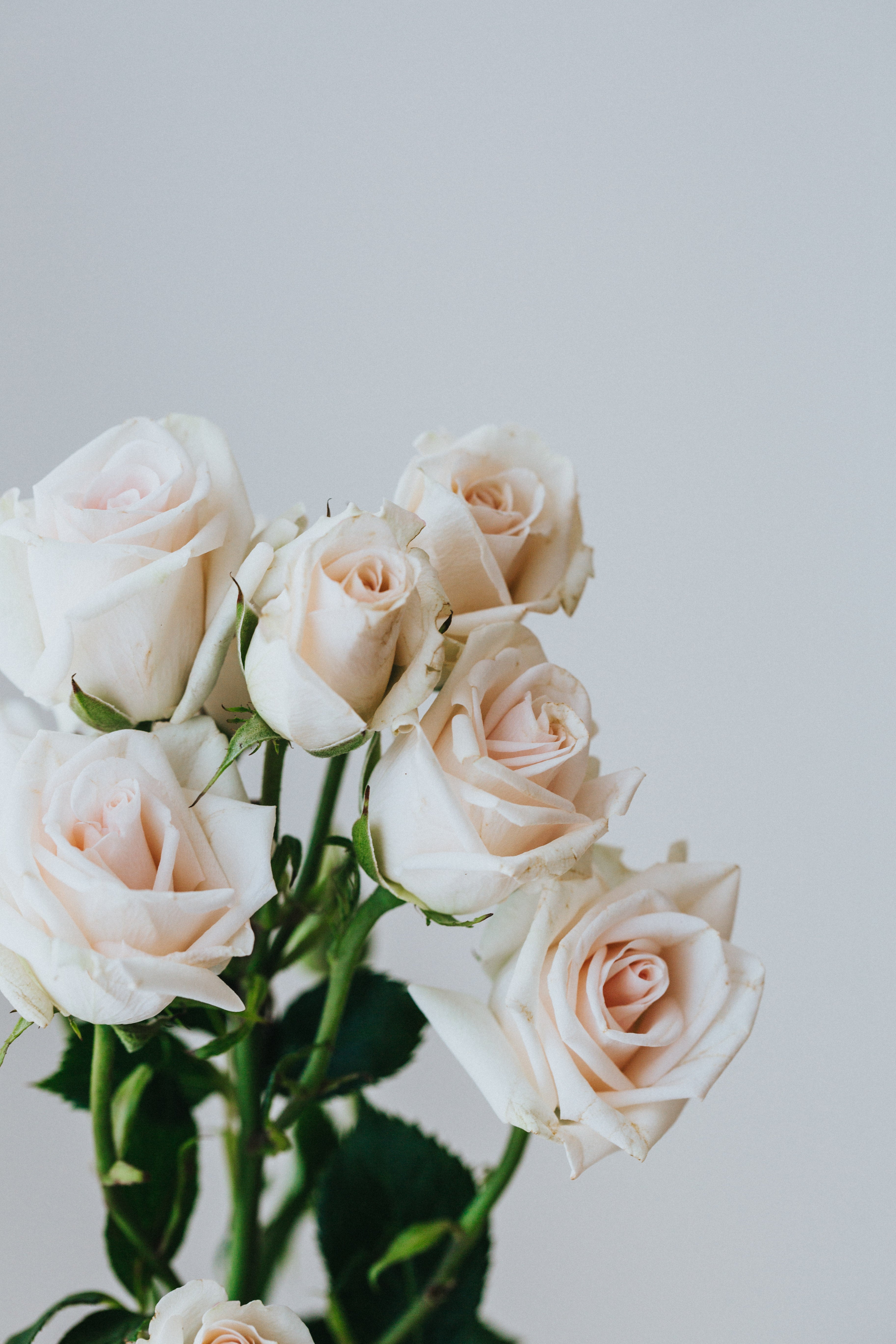 Studio Roses Photographic Print - Emily O'Brien