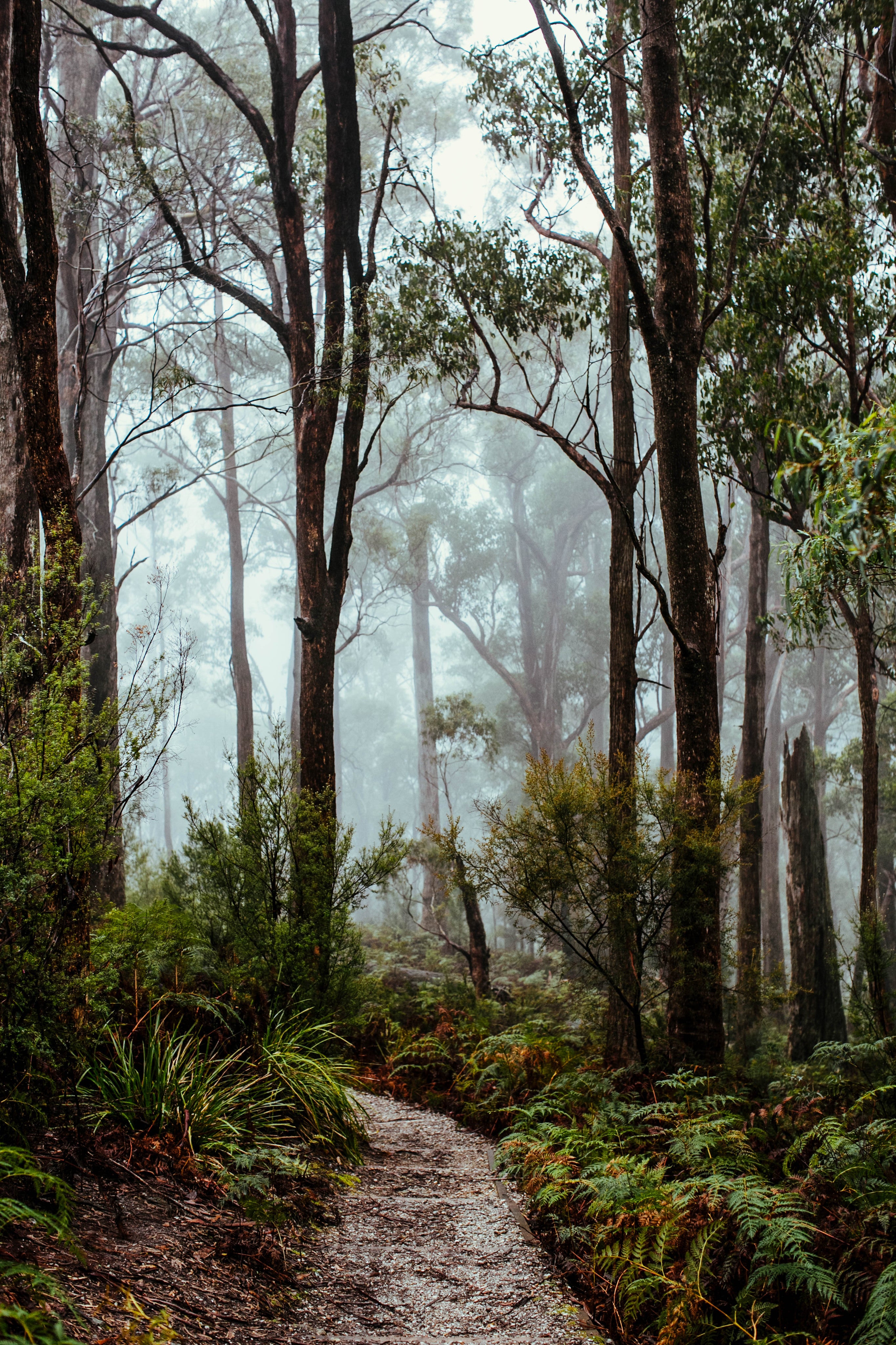 Tasmanian Rainforest I Greeting Card - Emily O'Brien