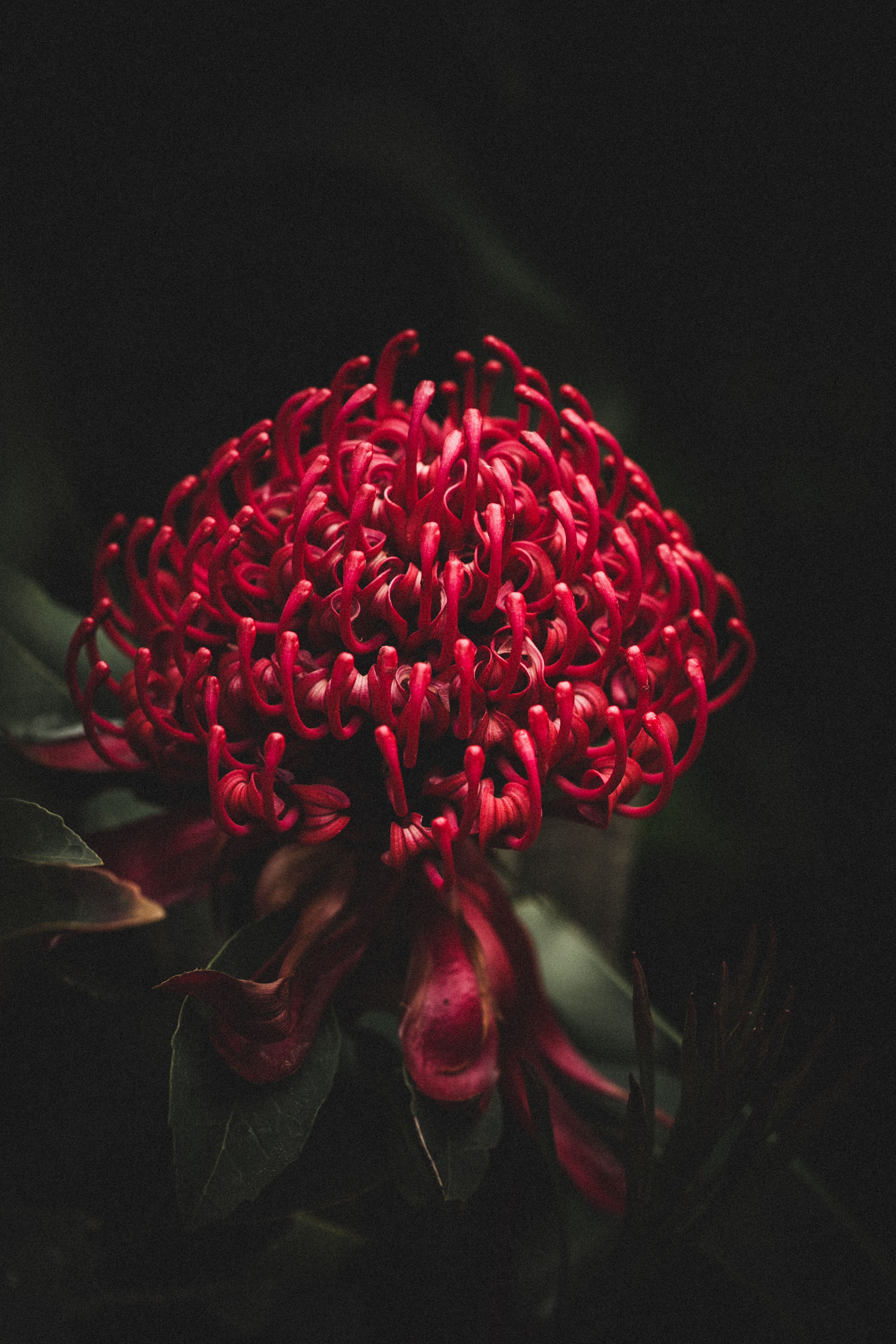 Australian Waratah Greeting Card - Emily O'Brien