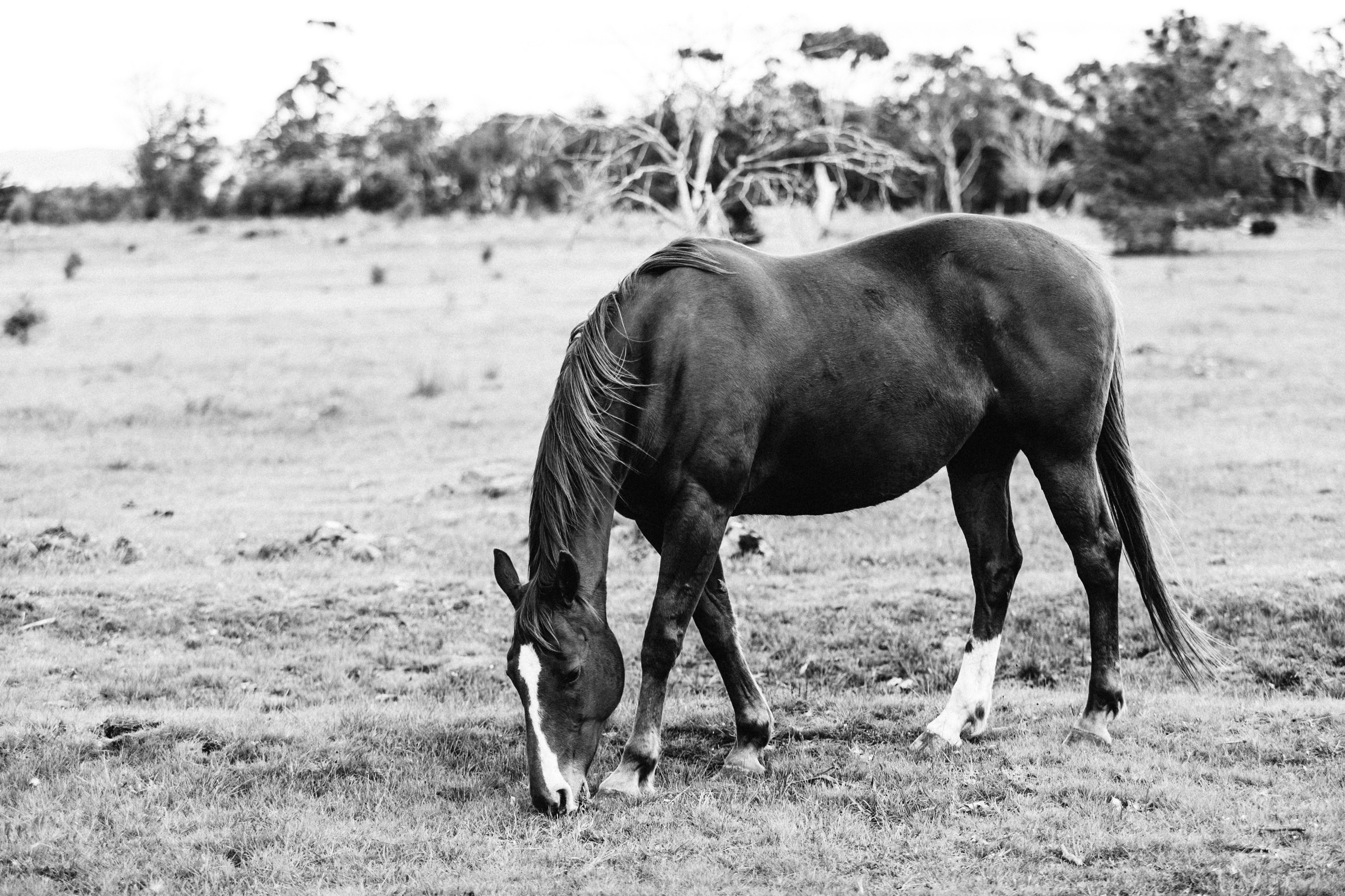 Harriet Horse B+W Photographic Print - Emily O'Brien