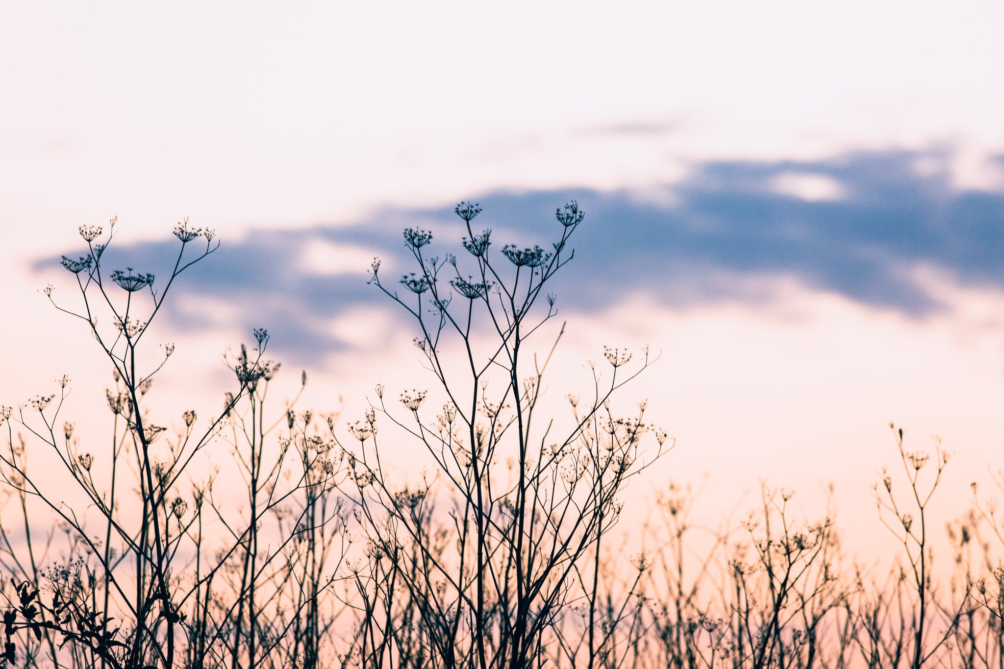 Pastel Wild Botanical Sunset Photographic Print - Emily O'Brien