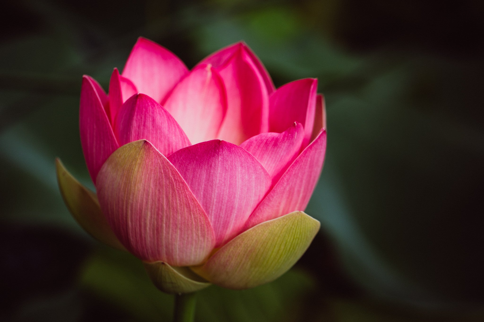 Lotus Botanical Photographic Print - Emily O'Brien