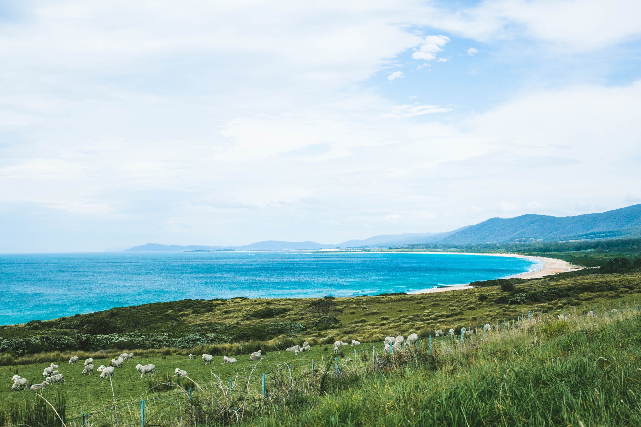 Sheep By The Waves II Photographic Print - Emily O'Brien