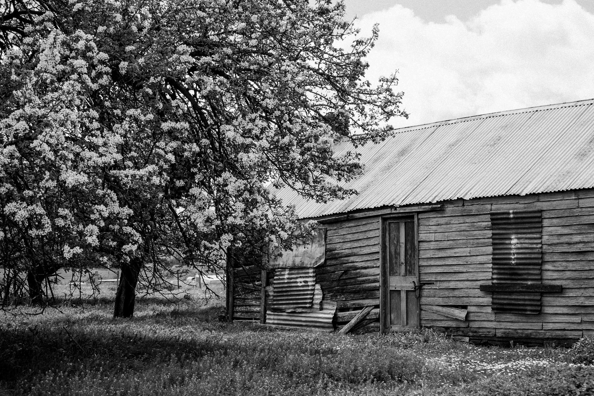 Blossom Barn B + W Photographic Print - Emily O'Brien