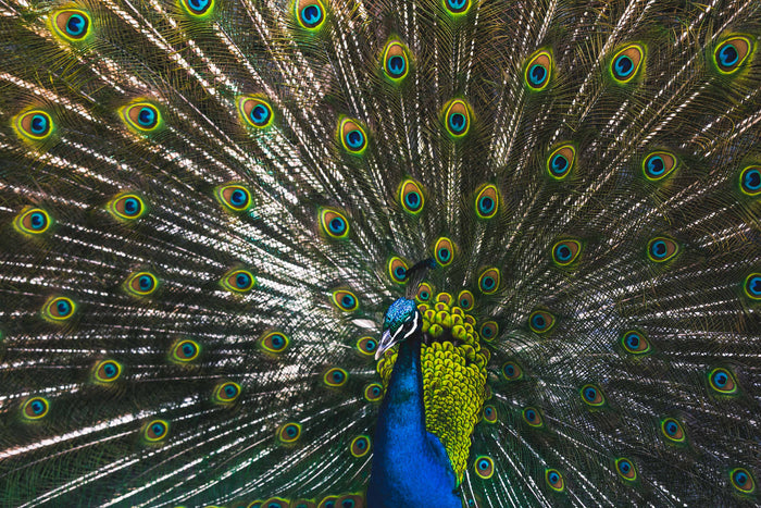 Penny the Peacock Photographic Print - Emily O'Brien
