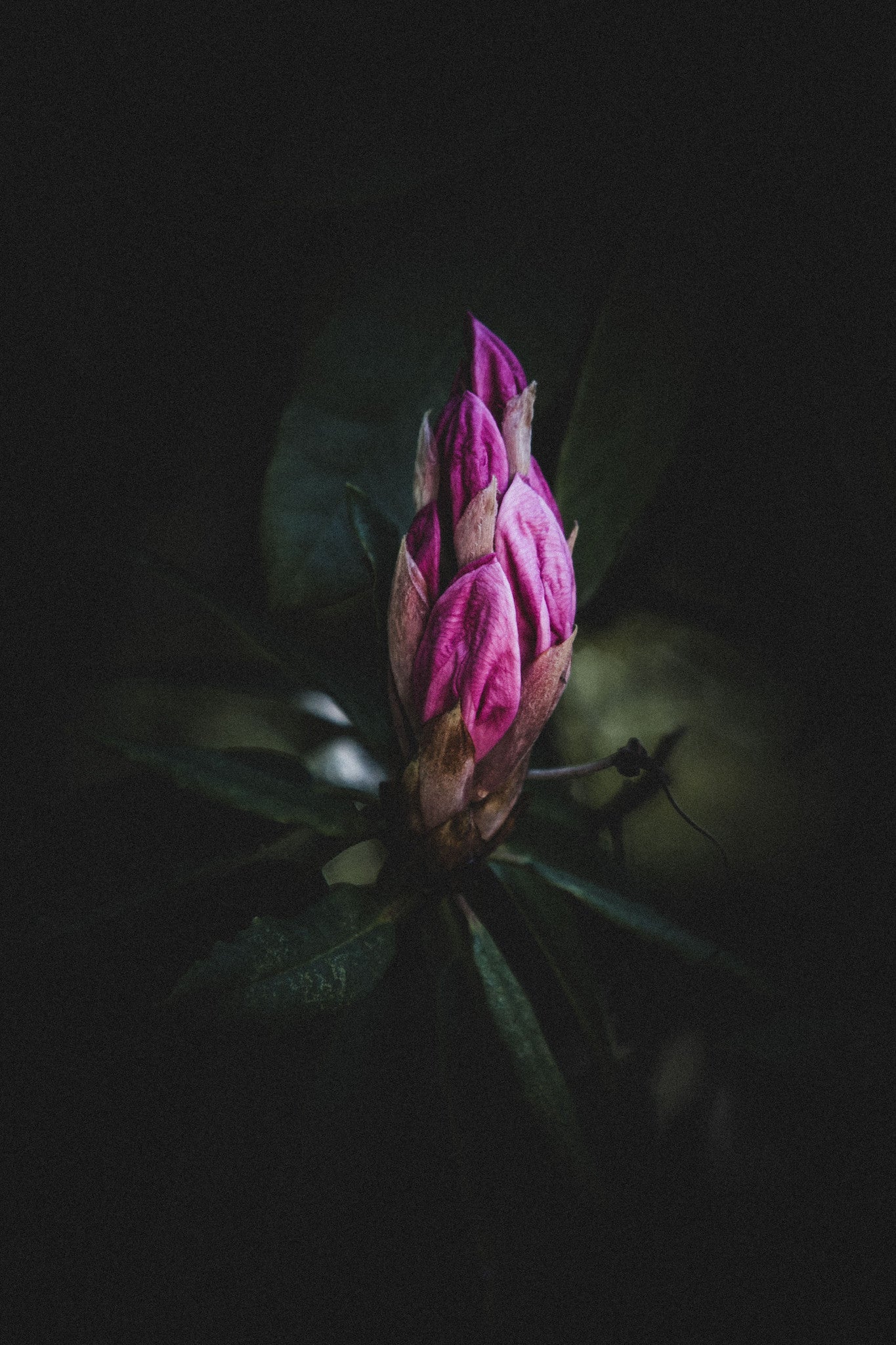 Bud Botanical Photographic Print - Emily O'Brien