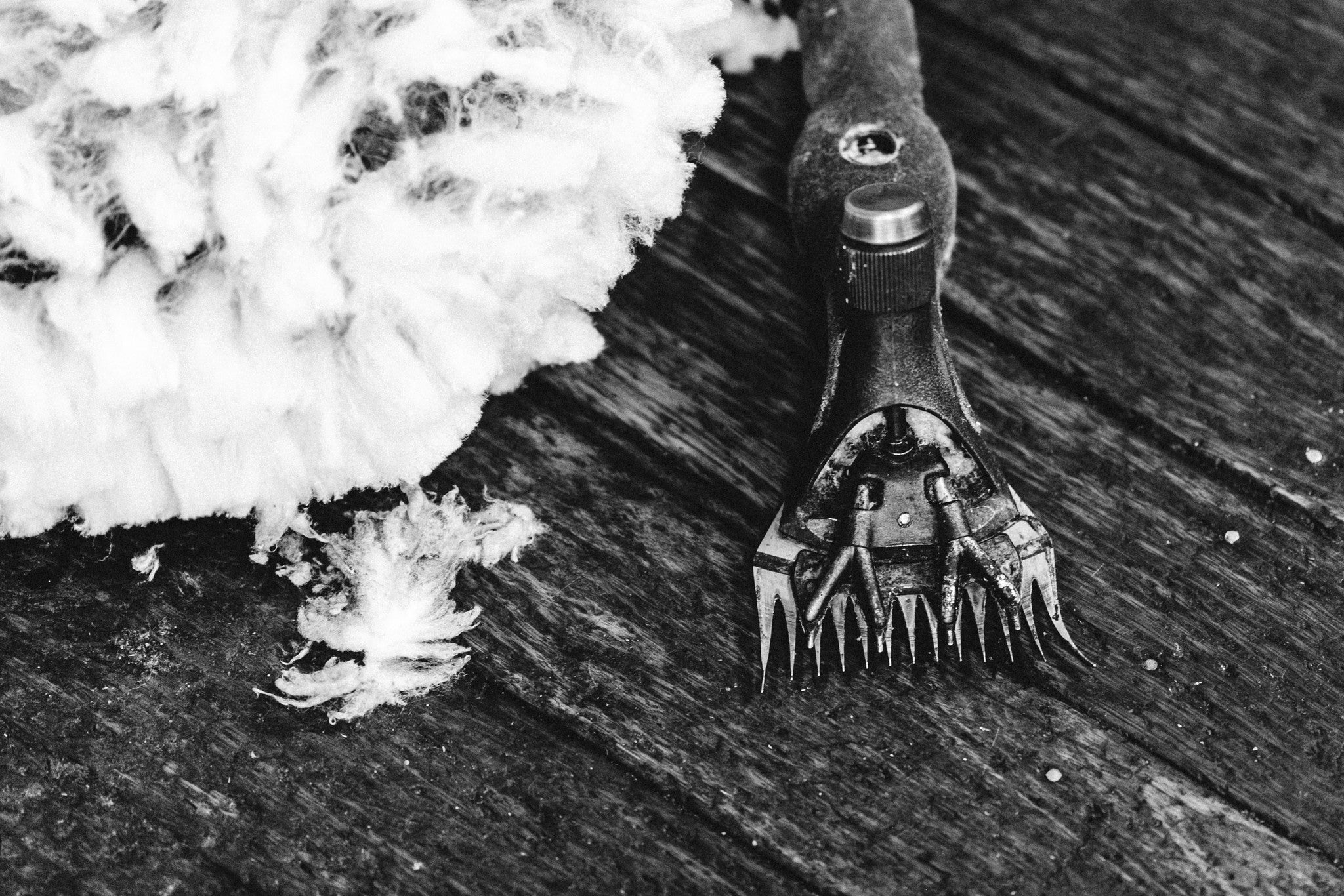 Shear the Sheep B+W Photographic Print - Emily O'Brien