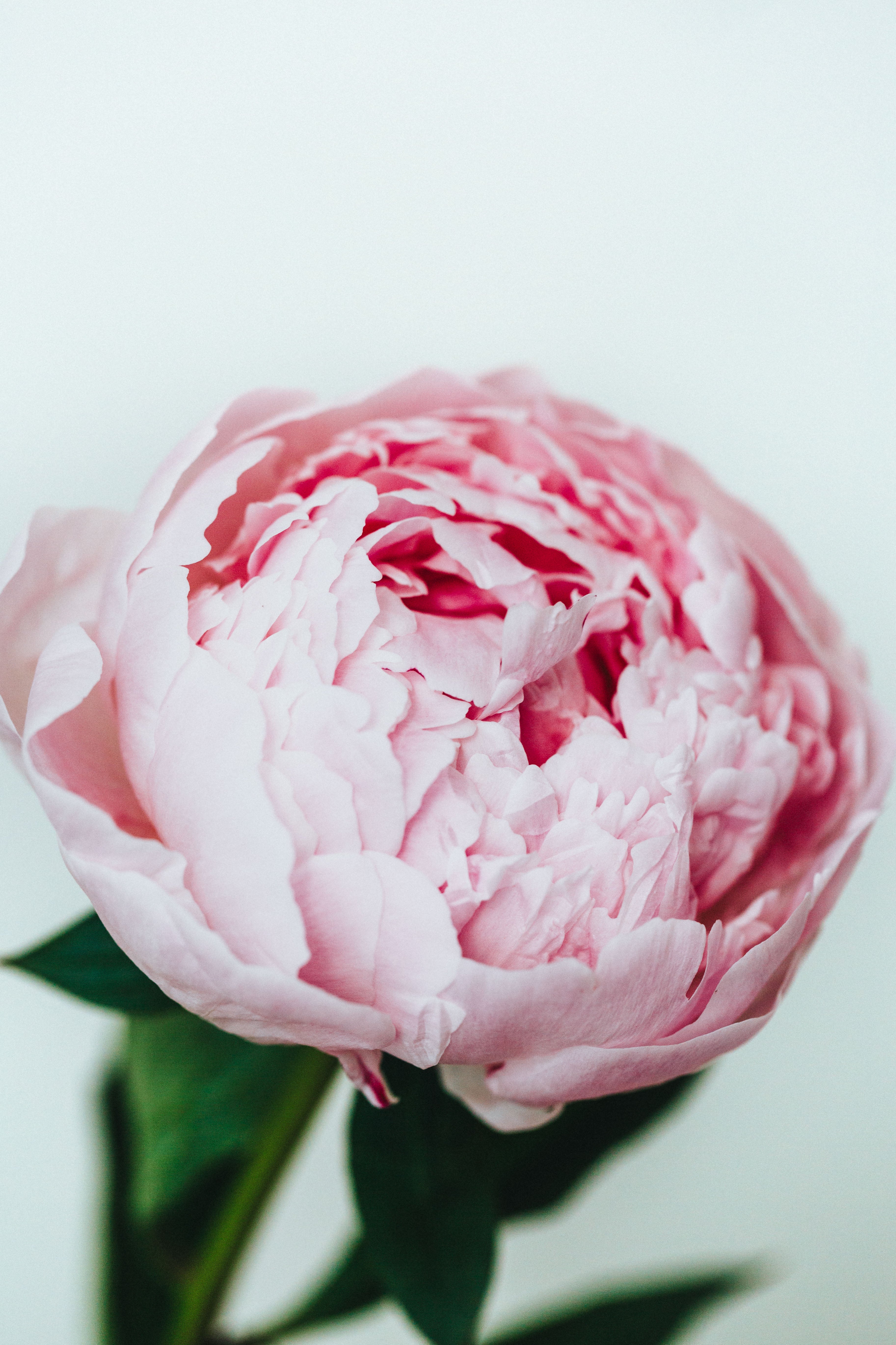 Peony II Photographic Print - Emily O'Brien
