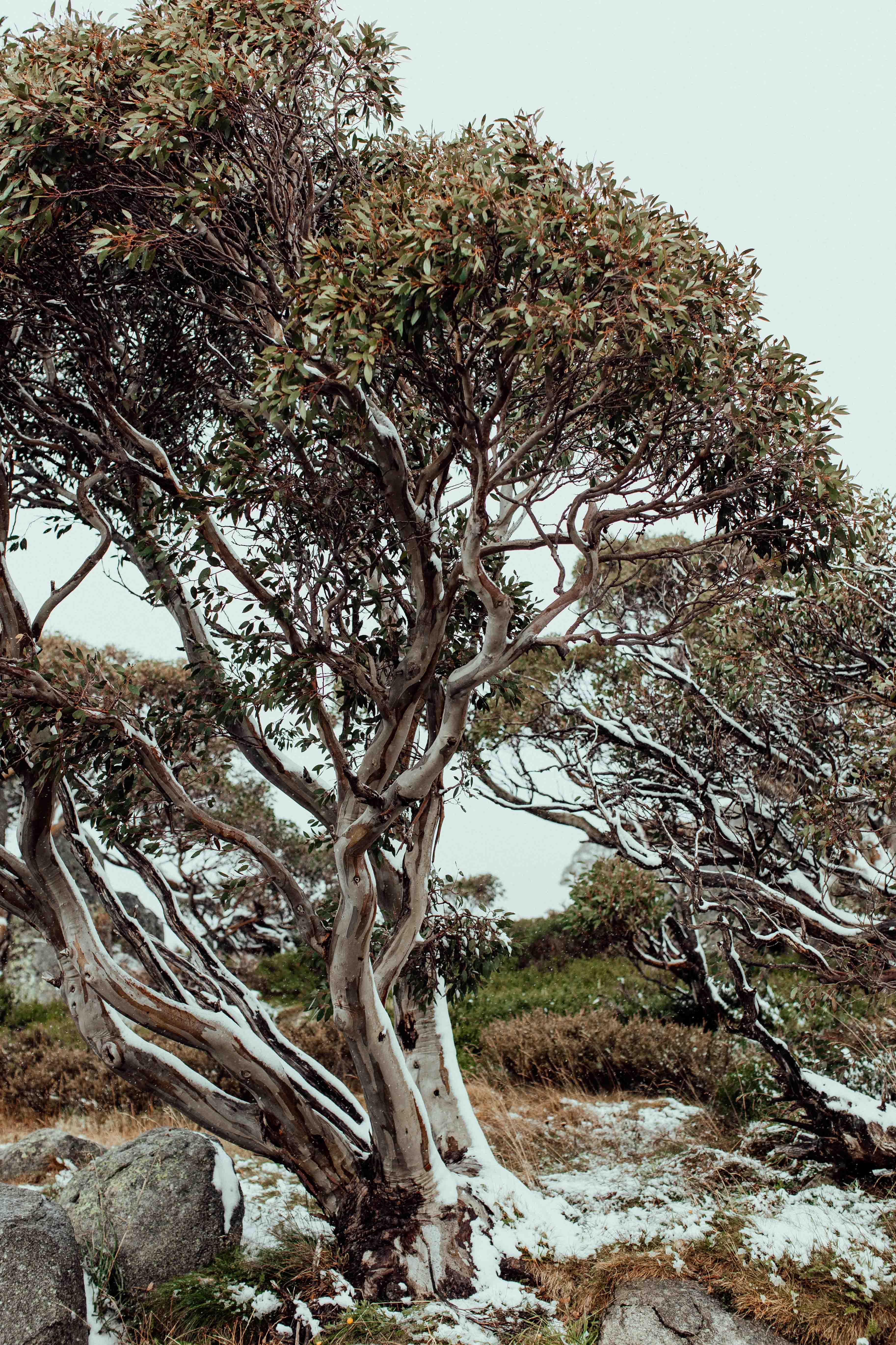 Snow Gum Kosciuszko I Photographic Print