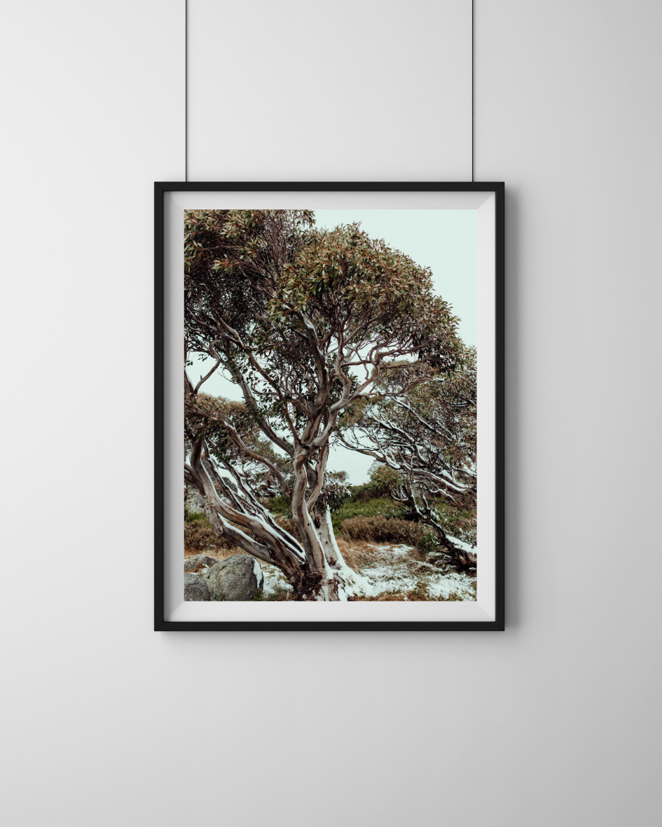 Snow Gum Kosciuszko I Photographic Print