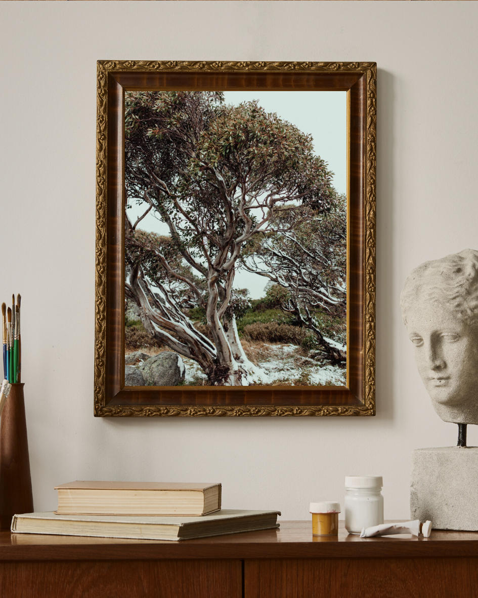 Snow Gum Kosciuszko I Photographic Print