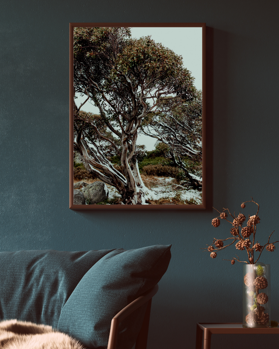 Snow Gum Kosciuszko I Photographic Print