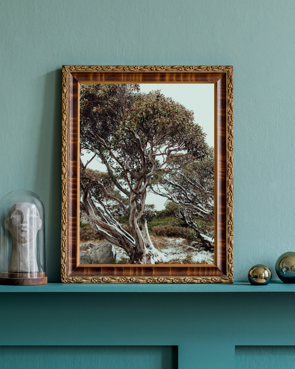 Snow Gum Kosciuszko I Photographic Print