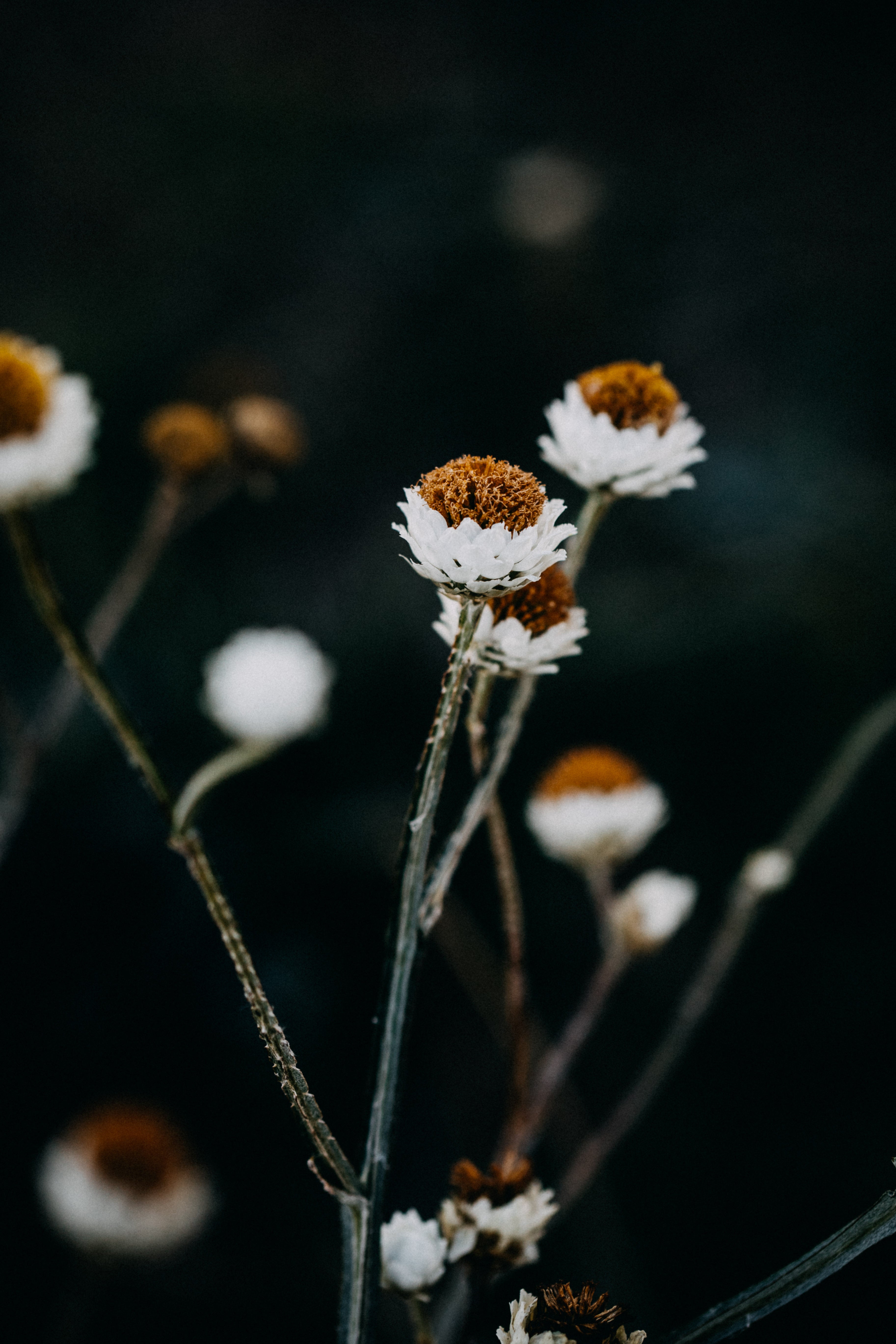 Seaside Daisy II Photographic Print