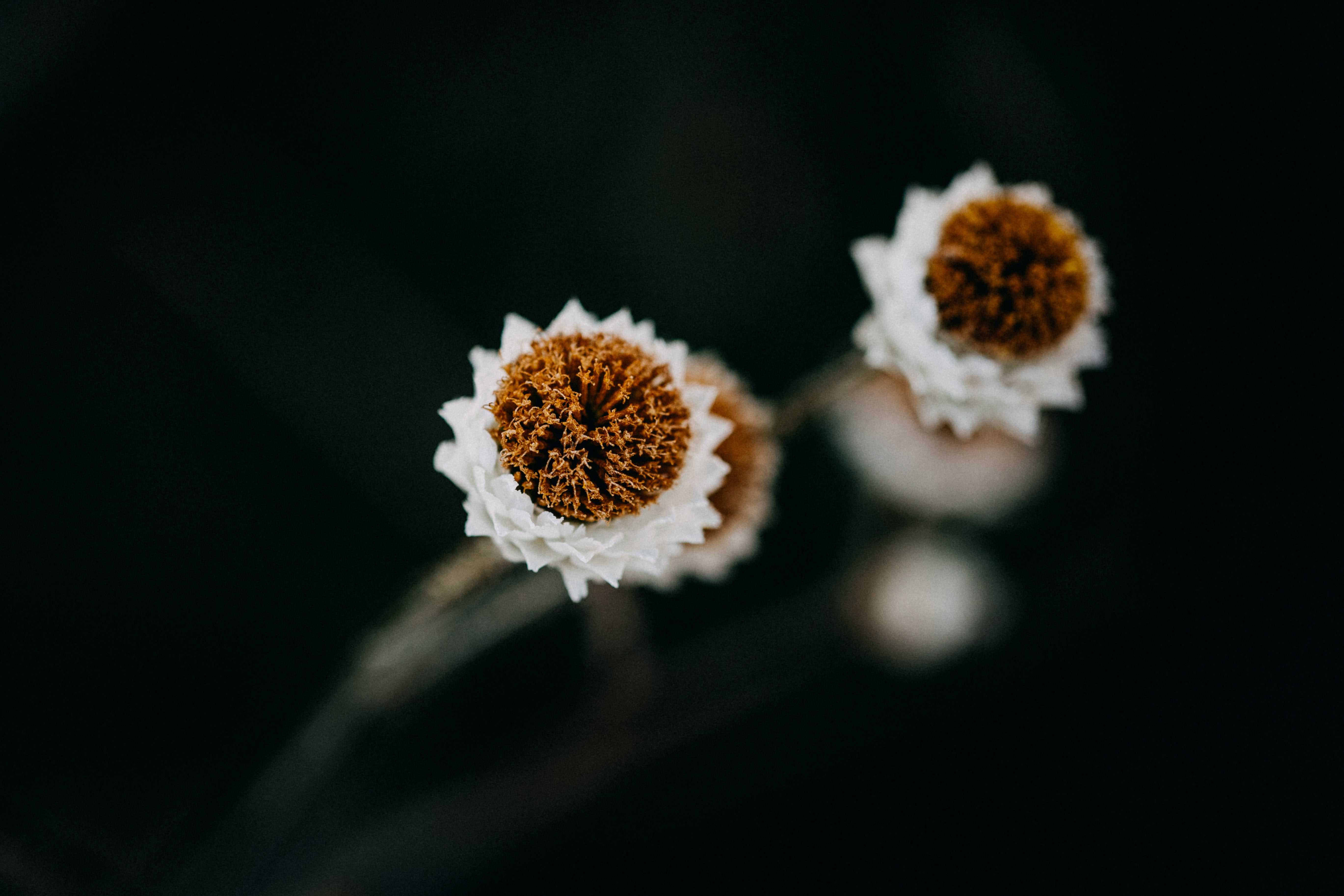 Seaside Daisy III Photographic Print