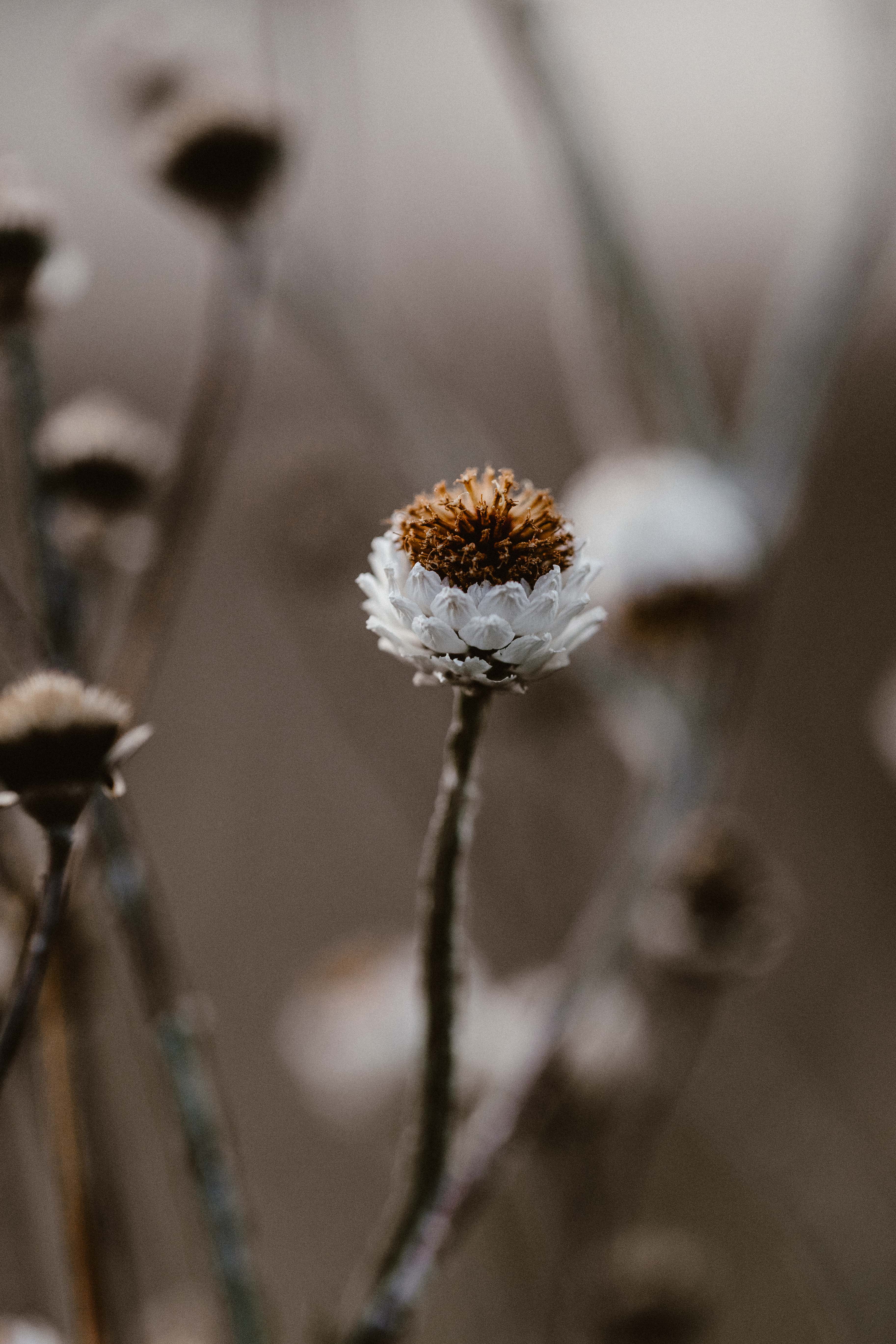 Highland Wild Daisy II Photographic Print